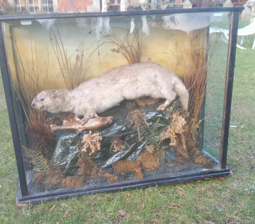 19th Century Mink With Trout Catch Taxidermy In Display Case photo furniture