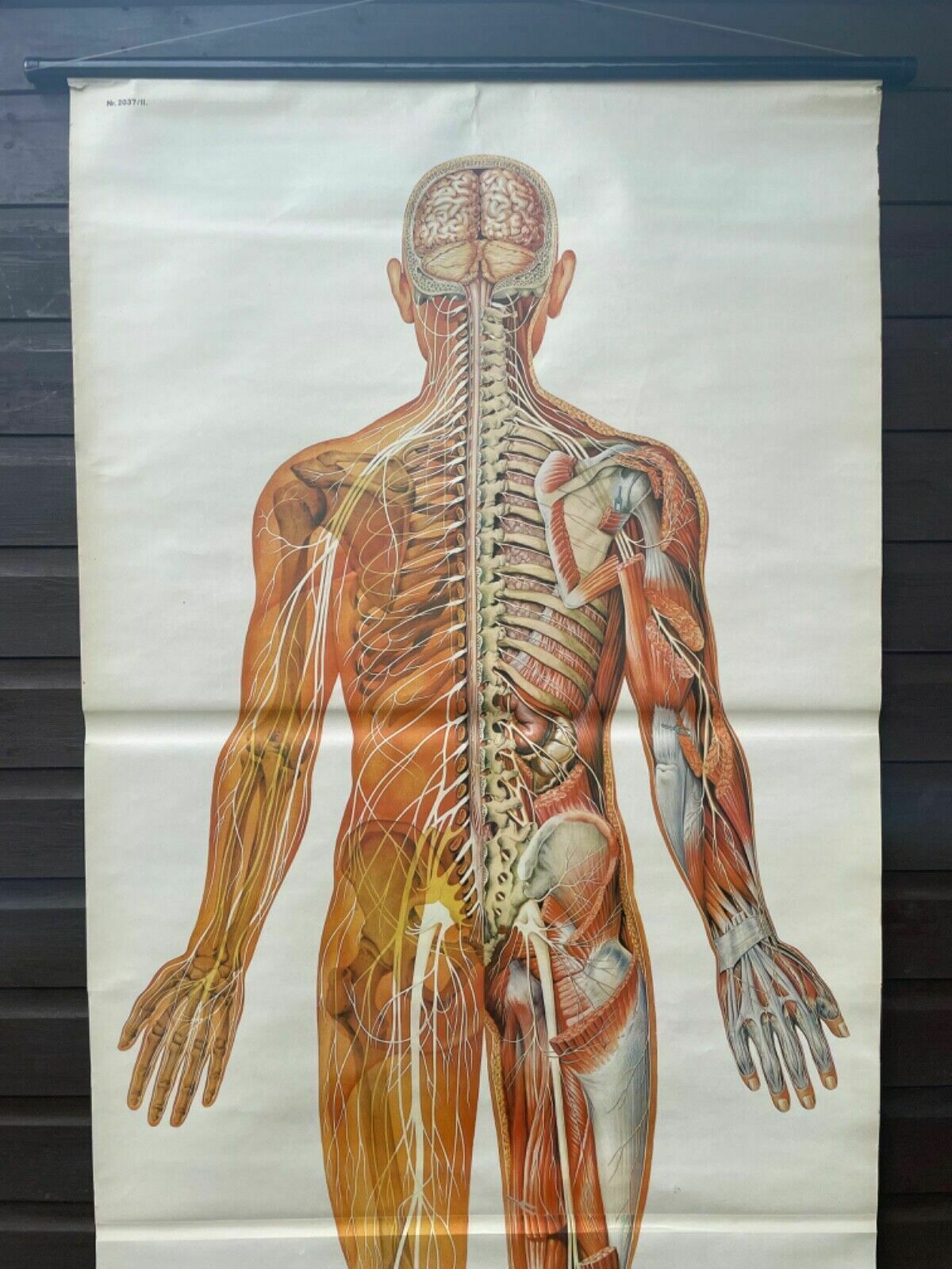 Vintage Full Body Nervous System Educational Medical School Chart Anatomy Nerves photo Art