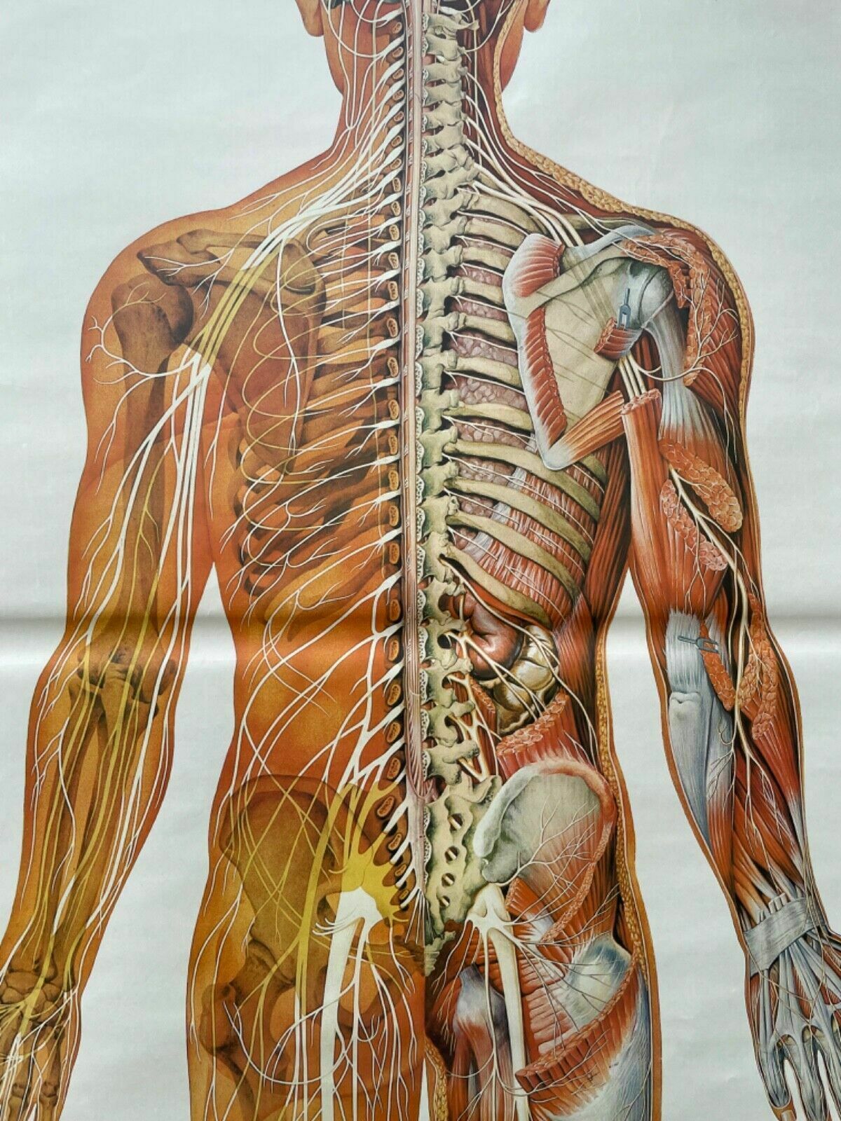188.0 Vintage Full Body Nervous System Educational Medical School Chart Anatomy Nerves photo