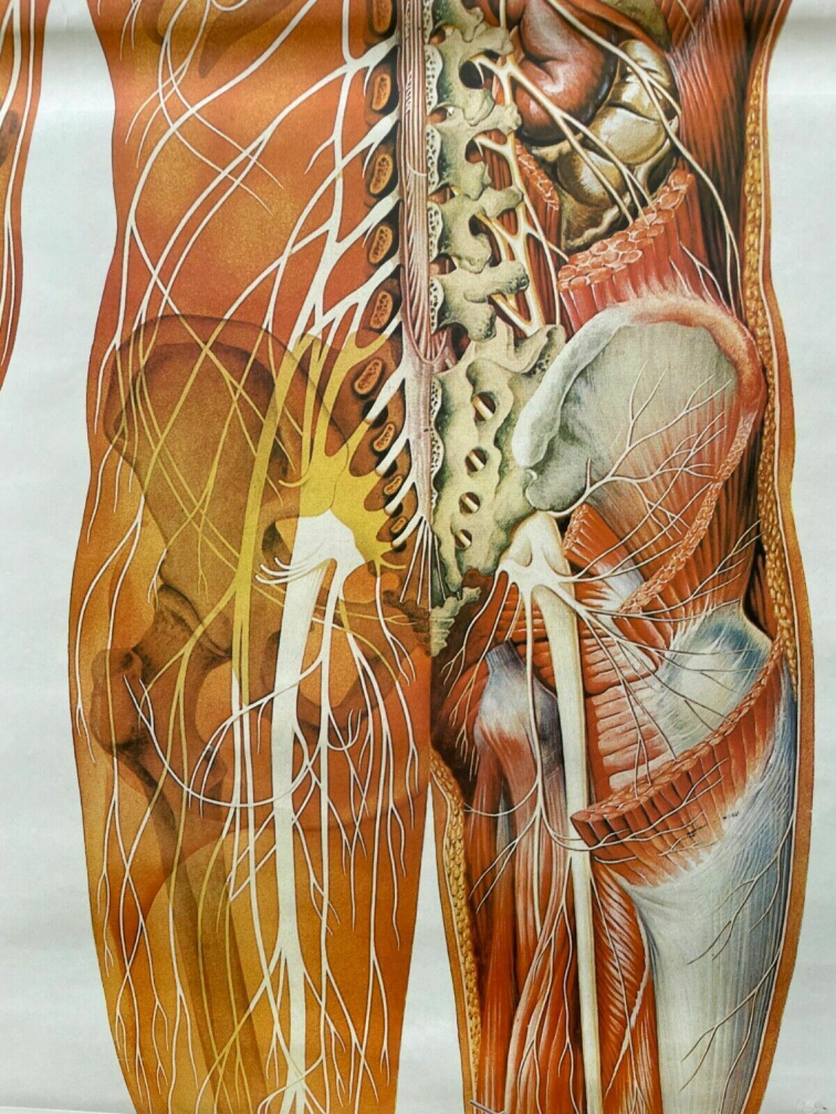 photo buy Vintage Full Body Nervous System Educational Medical School Chart Anatomy Nerves
