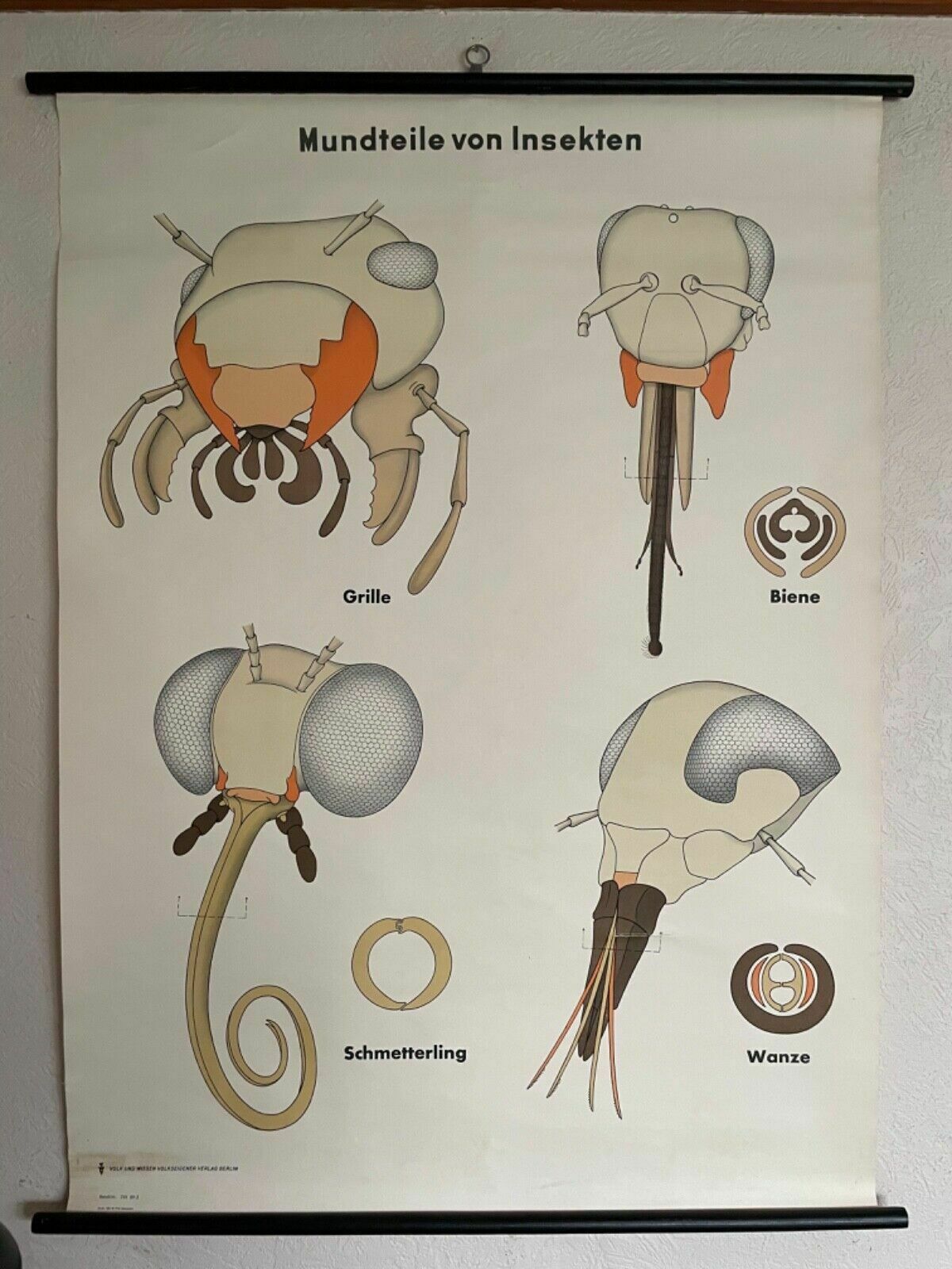 Vintage School Chart Insect Mouthparts Roll Down Educational Chart Entomology photo furniture