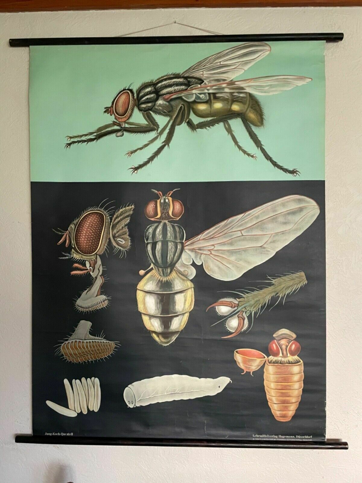 Vintage House Fly School Chart By Jung Koch Quentell Roll Down Educational Print