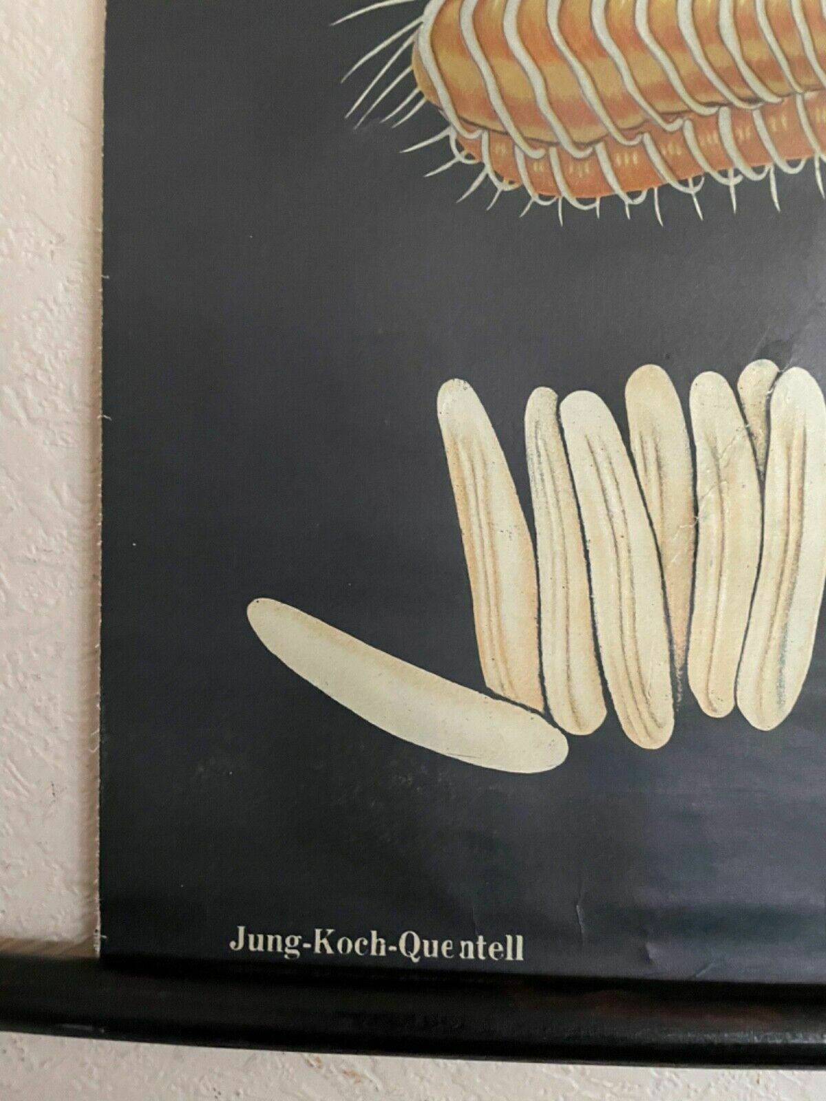 Vintage House Fly School Chart By Jung Koch Quentell Roll Down Educational Print photo buy
