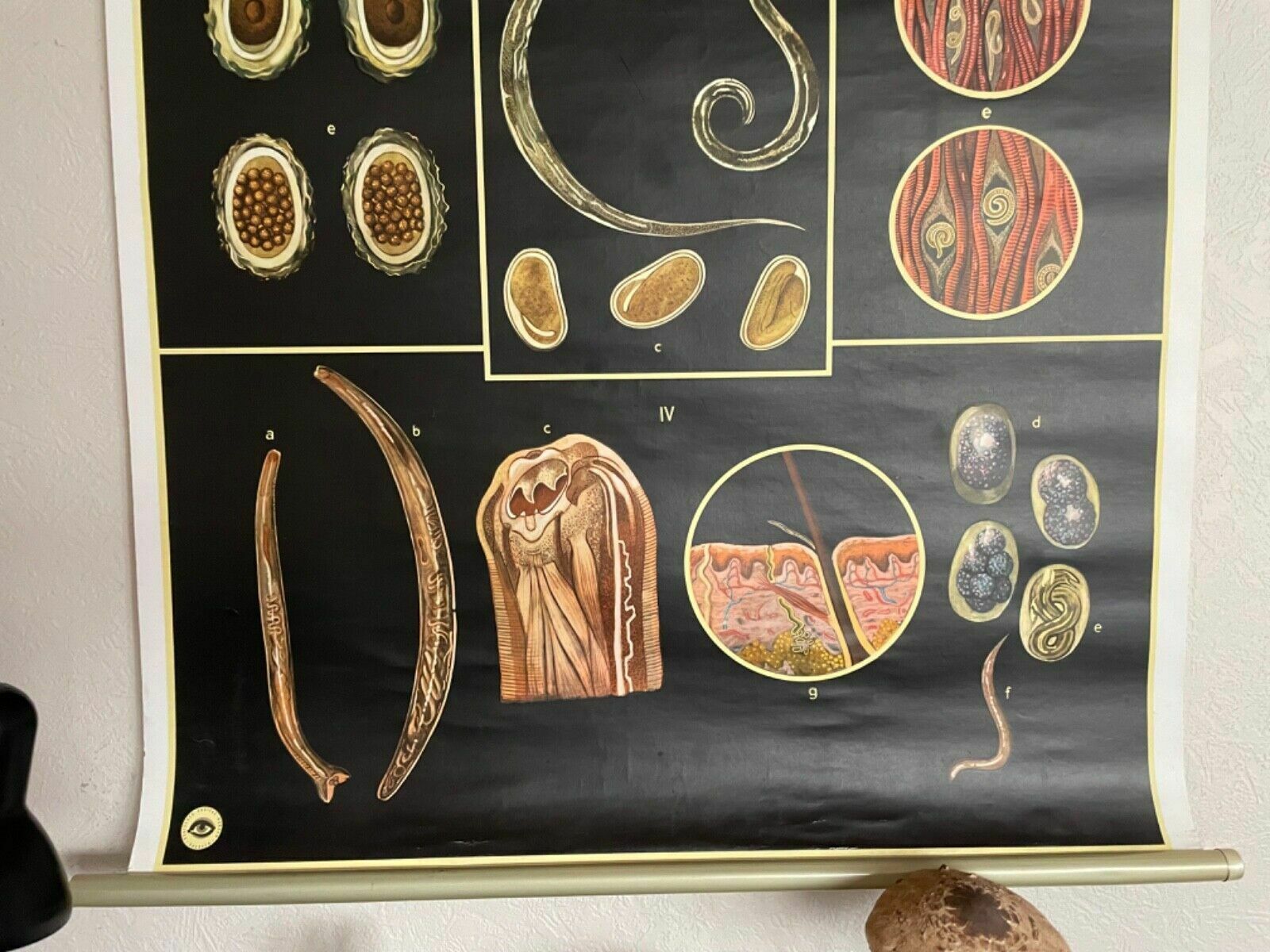 Vintage Gut Parasites Roll Down Educational School Chart Wall Chart Trichinosis photo Art