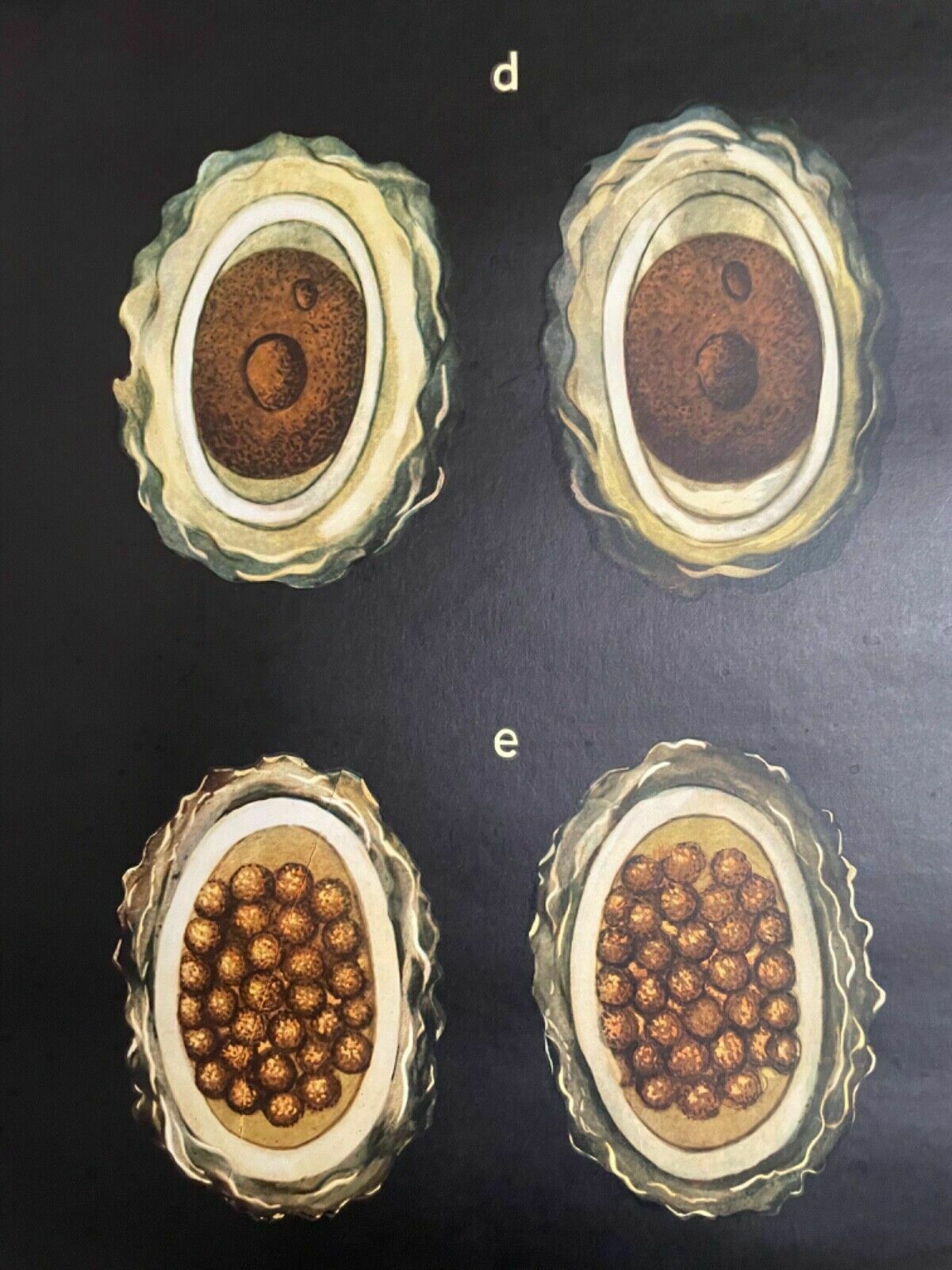 Vintage Gut Parasites Roll Down Educational School Chart Wall Chart Trichinosis photo vintage