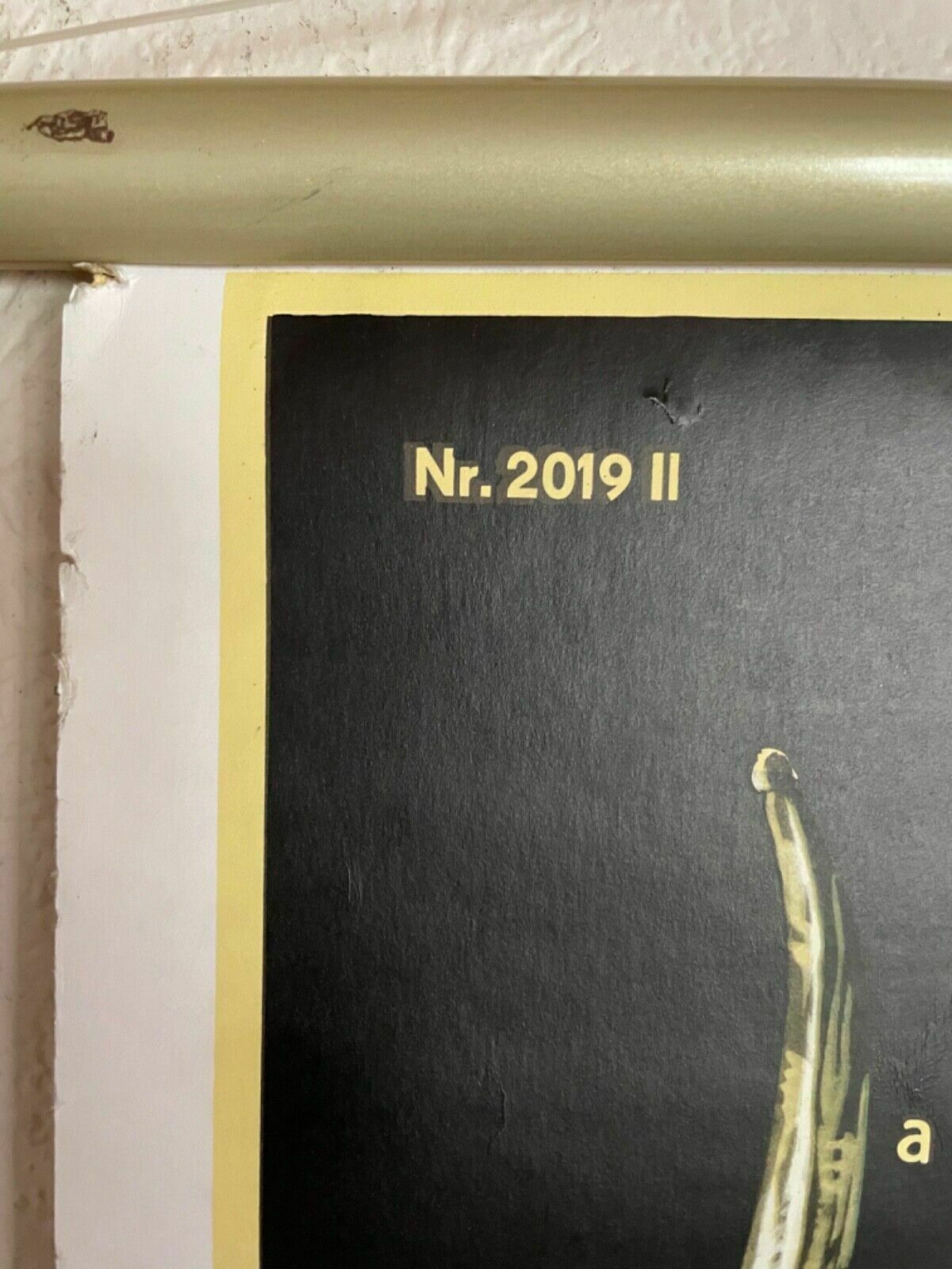 photo vinterior Vintage Gut Parasites Roll Down Educational School Chart Wall Chart Trichinosis