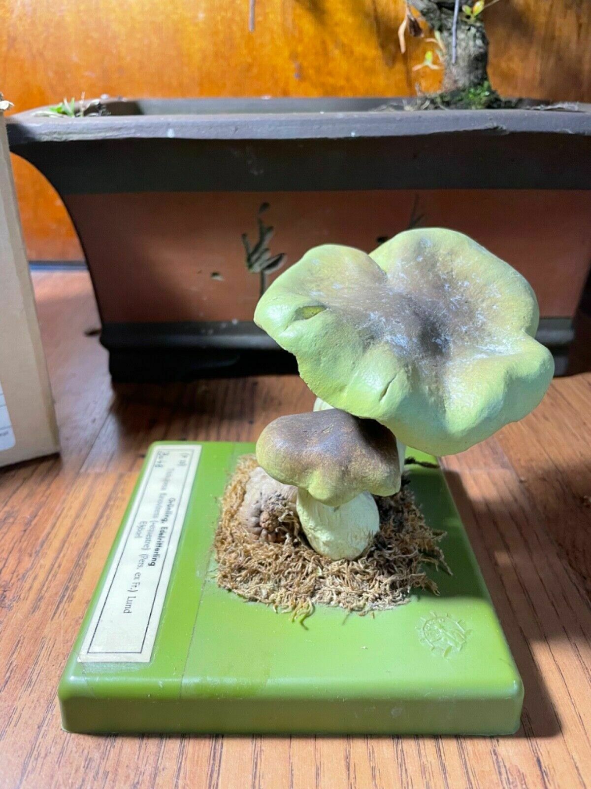 Vintage Somso Yellow Knight Mushrooms Educational Model Fungus School Model photo 171.0