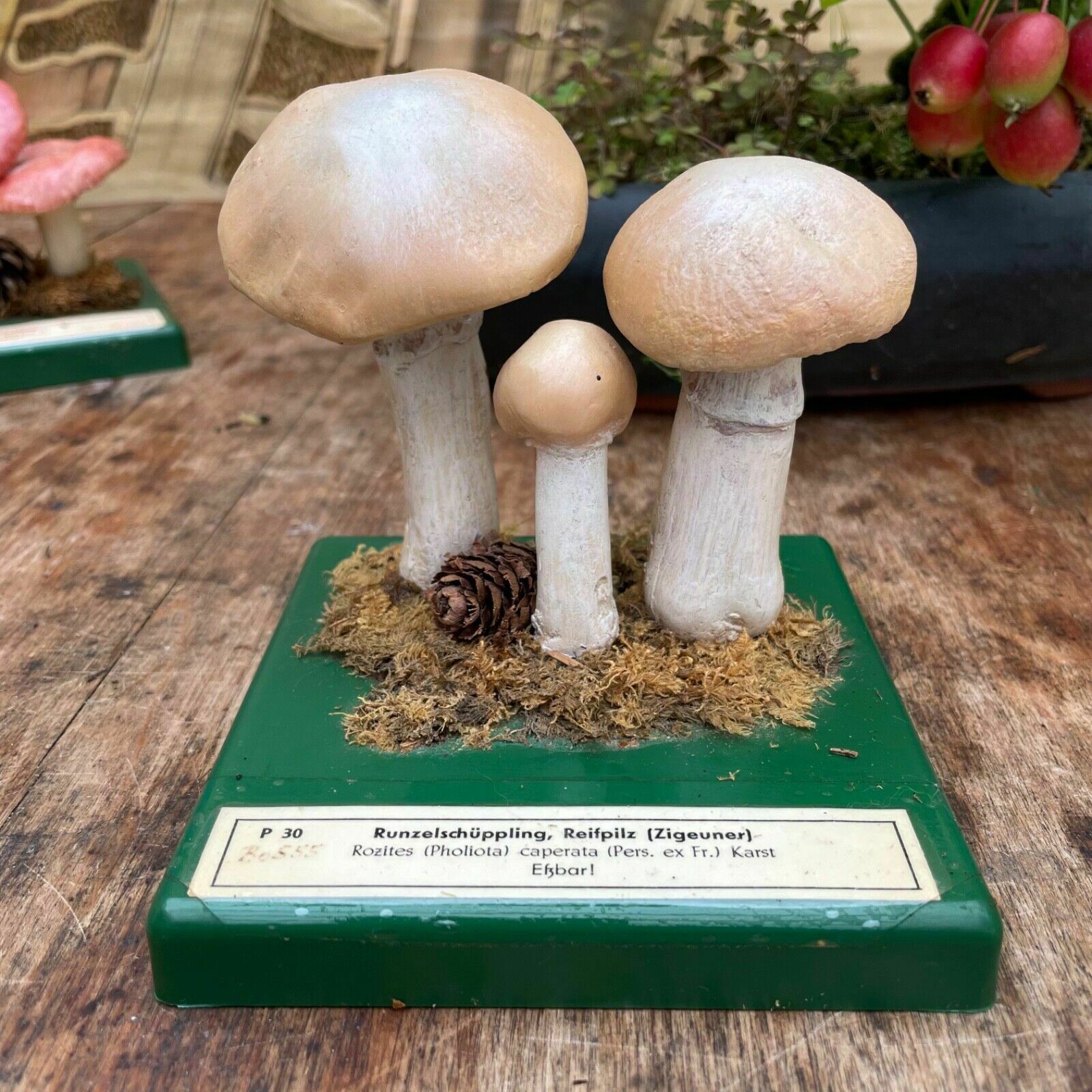 Vintage Somso Gypsy Mushrooms Educational Model Edible Fungus Toadstool photo furniture