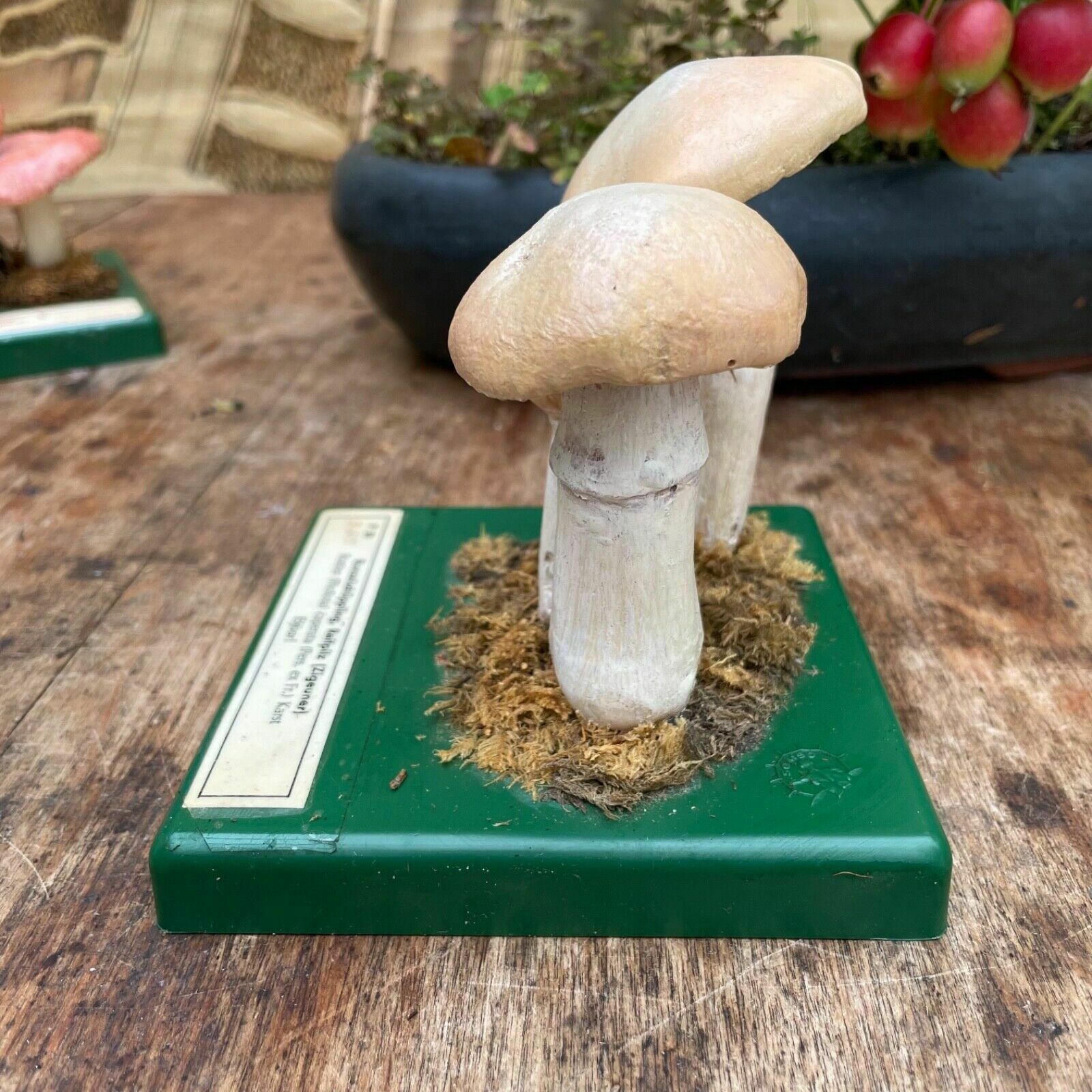 Vintage Somso Gypsy Mushrooms Educational Model Edible Fungus Toadstool photo for sale