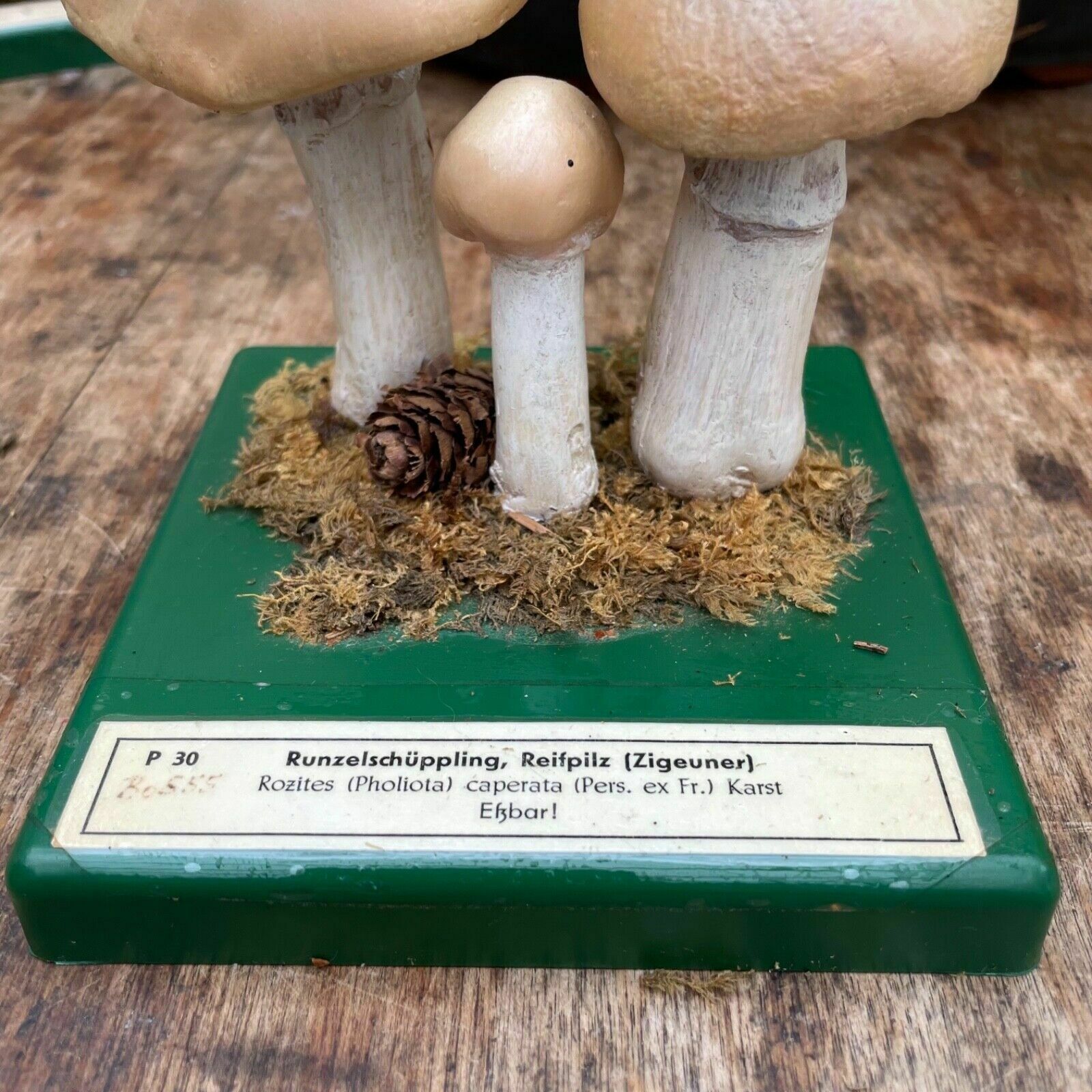 Vintage Somso Gypsy Mushrooms Educational Model Edible Fungus Toadstool photo buy