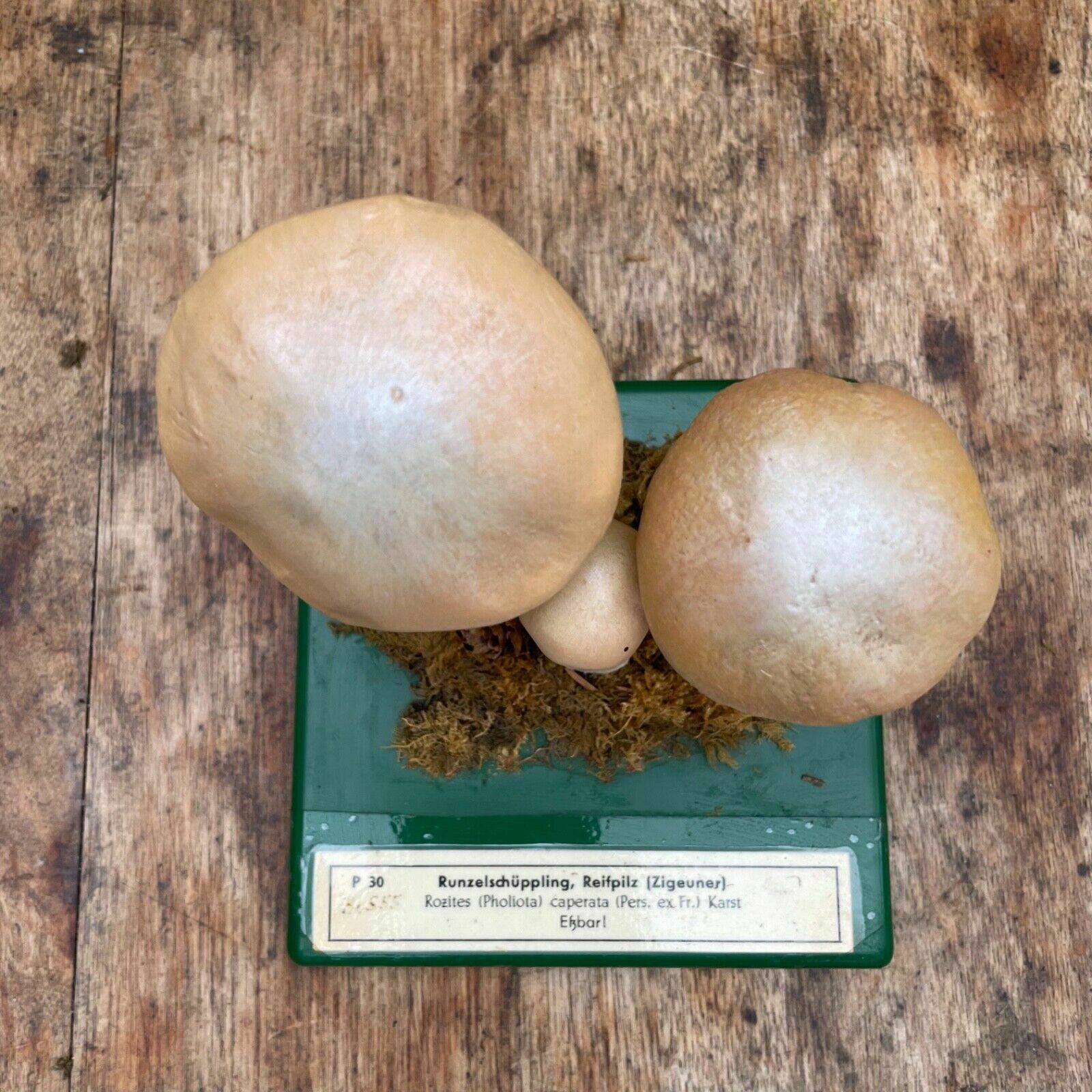 photo for sale Vintage Somso Gypsy Mushrooms Educational Model Edible Fungus Toadstool