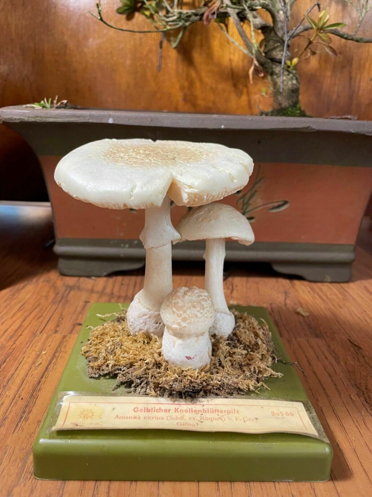Vintage Somso False Death Cap Mushrooms Educational Model Fungus School Model photo Art