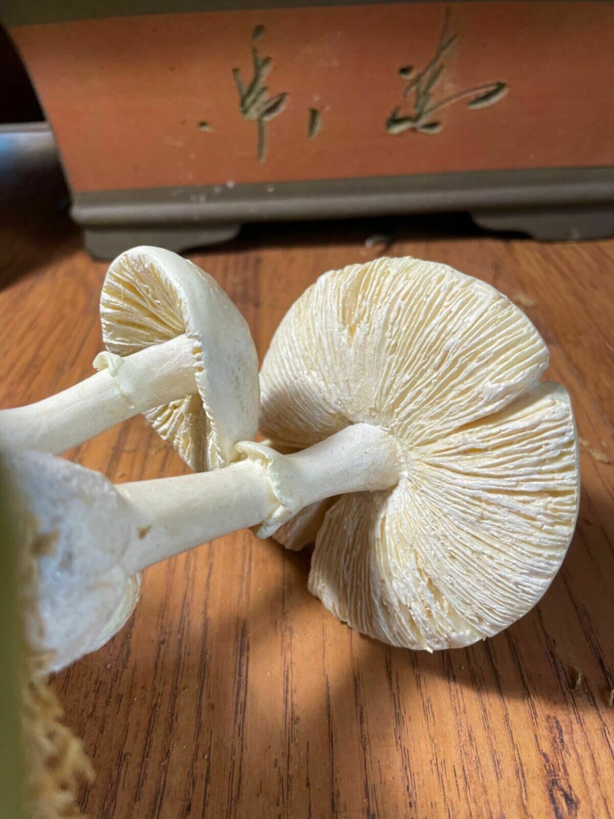 Vintage Somso False Death Cap Mushrooms Educational Model Fungus School Model photo vintage