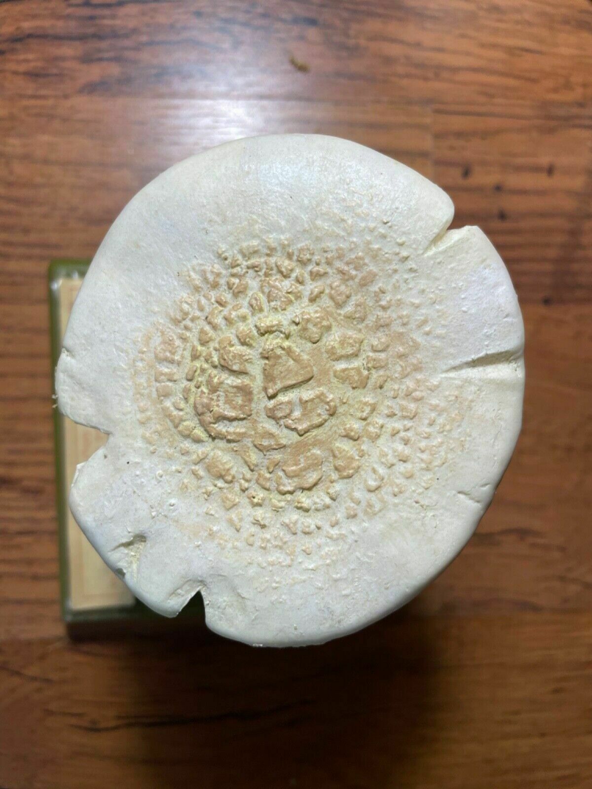 Art Vintage Somso False Death Cap Mushrooms Educational Model Fungus School Model photo