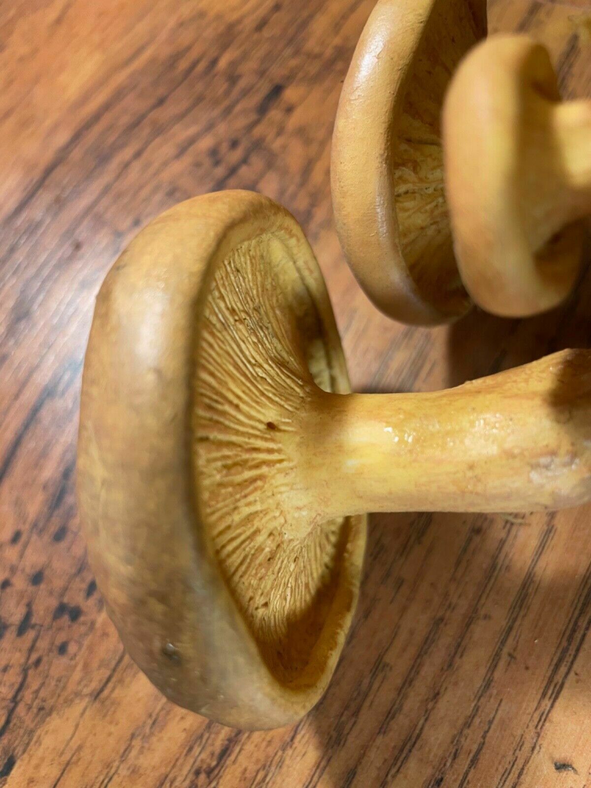 photo for sale Vintage Somso Brown Roll Rim Mushrooms Educational Model Poisonous Fungus