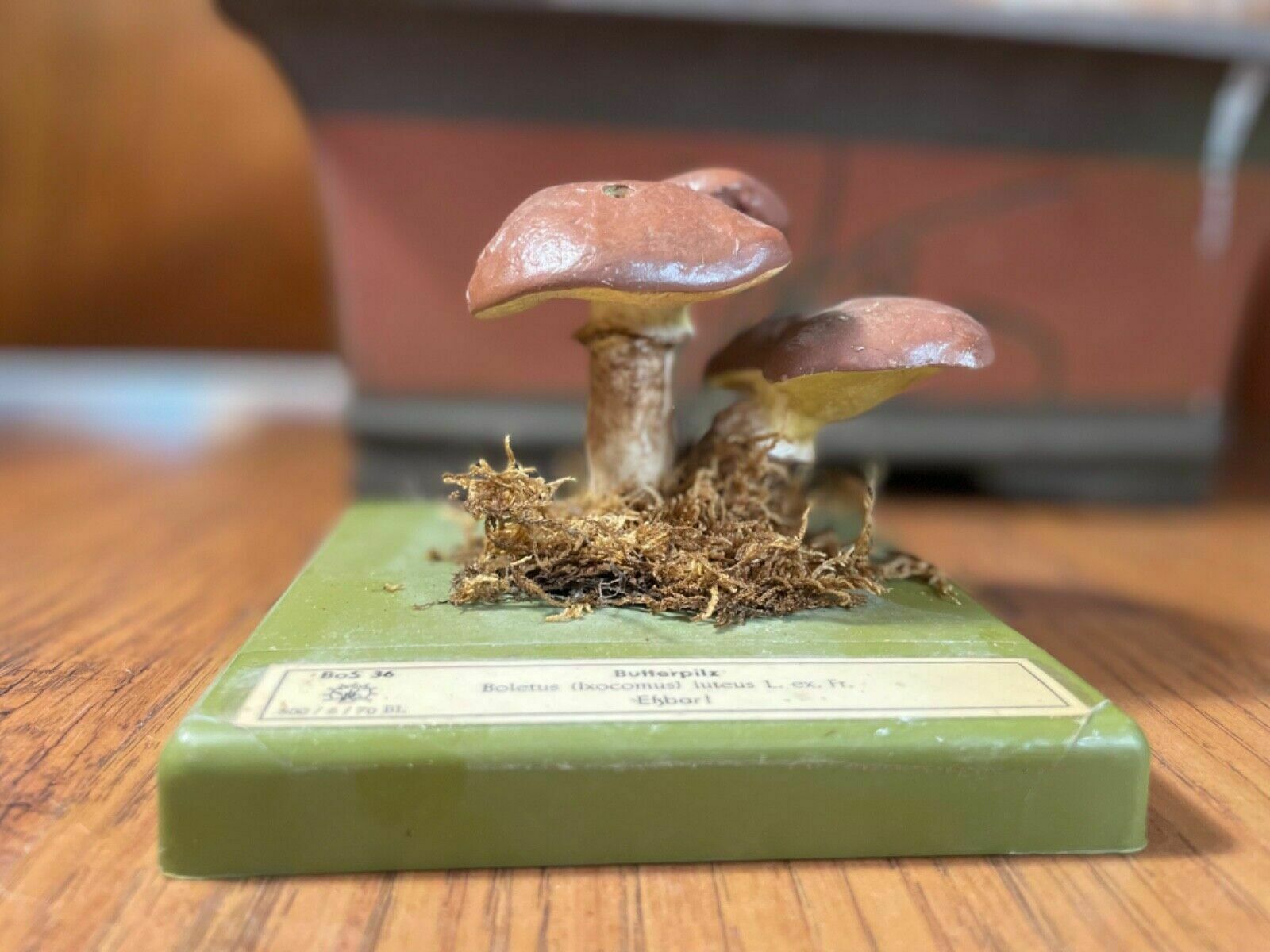 Vintage Somso Slippery Jack Mushrooms Educational Model Edible Fungus photo furniture