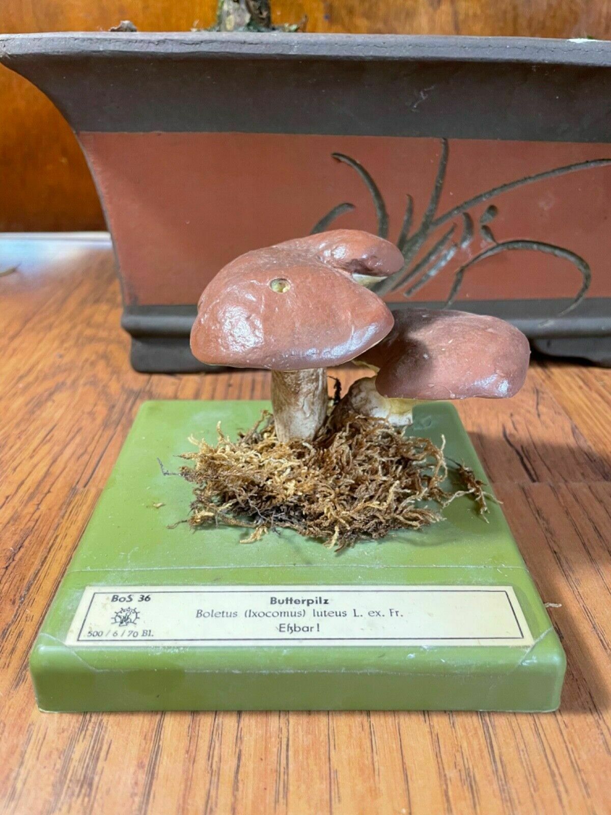 Vintage Somso Slippery Jack Mushrooms Educational Model Edible Fungus photo for sale