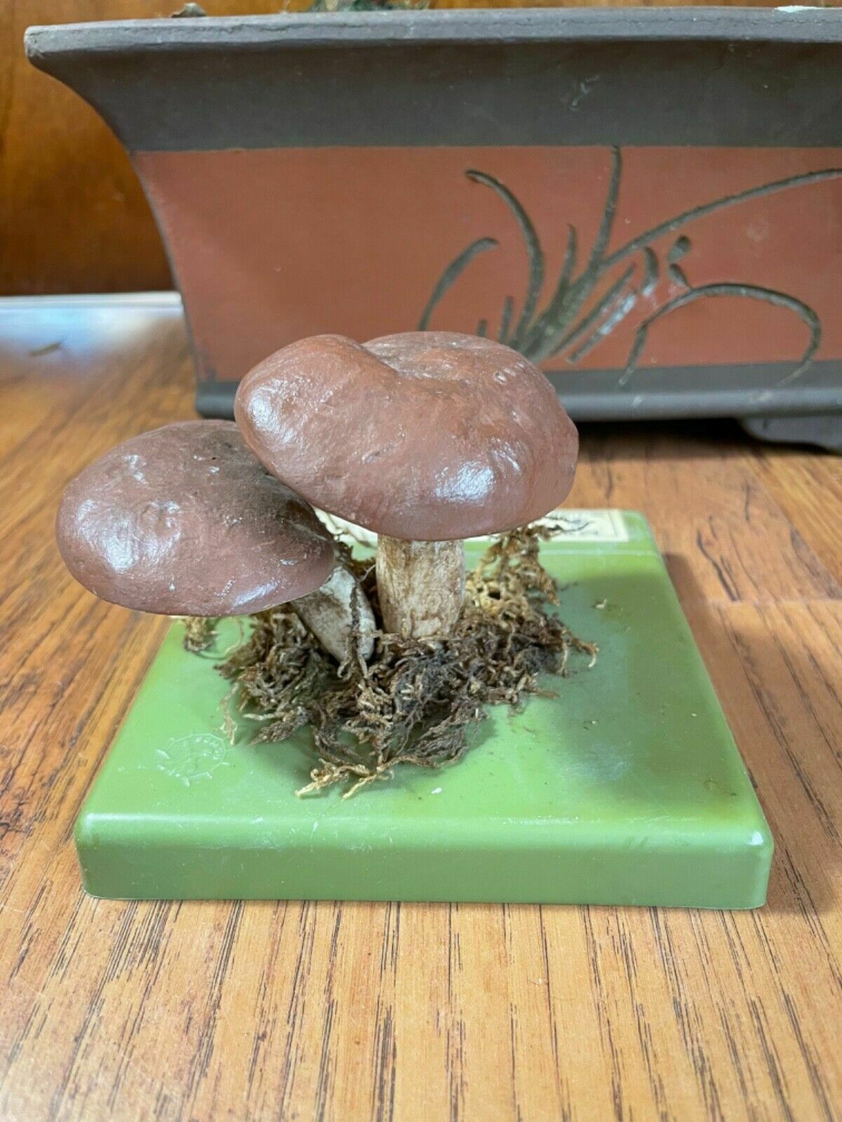 Vintage Somso Slippery Jack Mushrooms Educational Model Edible Fungus photo 171.0