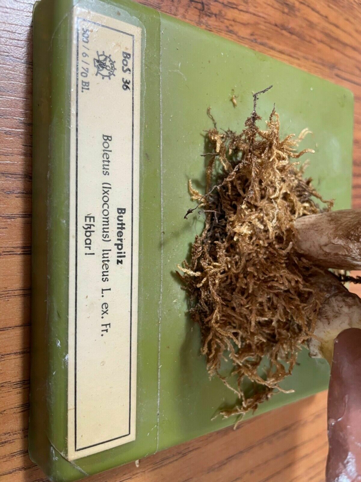 Vintage Somso Slippery Jack Mushrooms Educational Model Edible Fungus photo buy