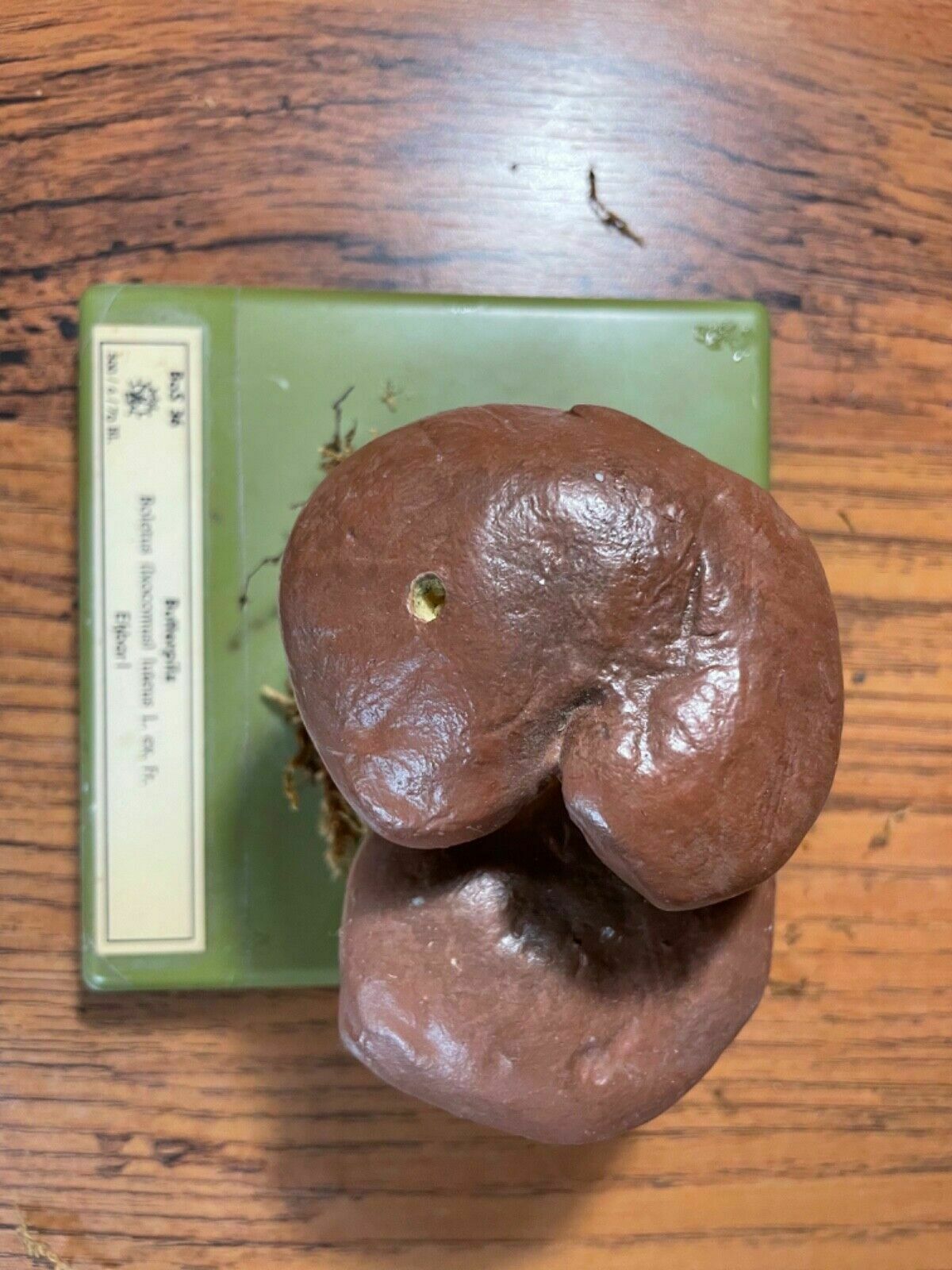 photo furniture Vintage Somso Slippery Jack Mushrooms Educational Model Edible Fungus