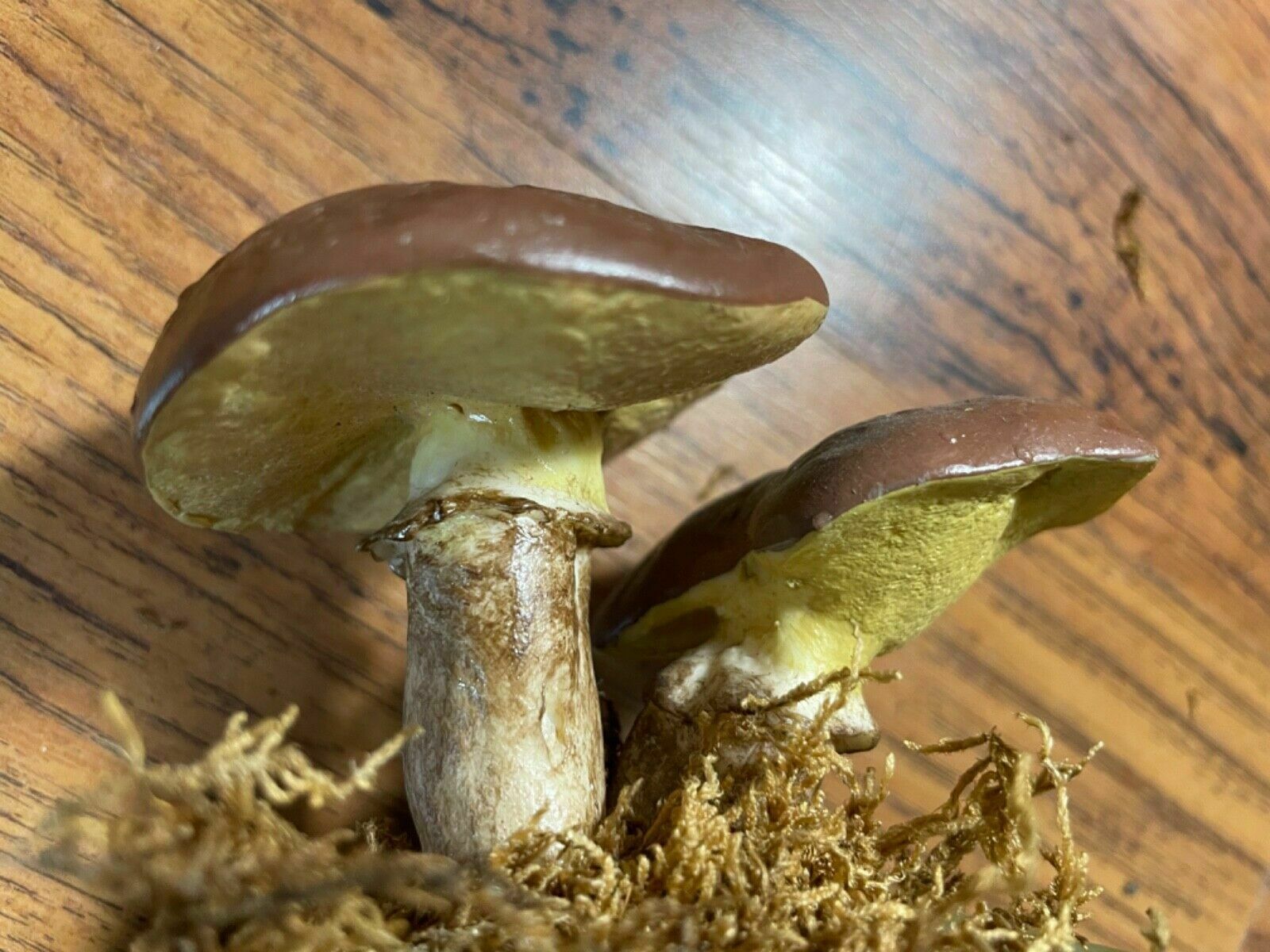 photo for sale Vintage Somso Slippery Jack Mushrooms Educational Model Edible Fungus