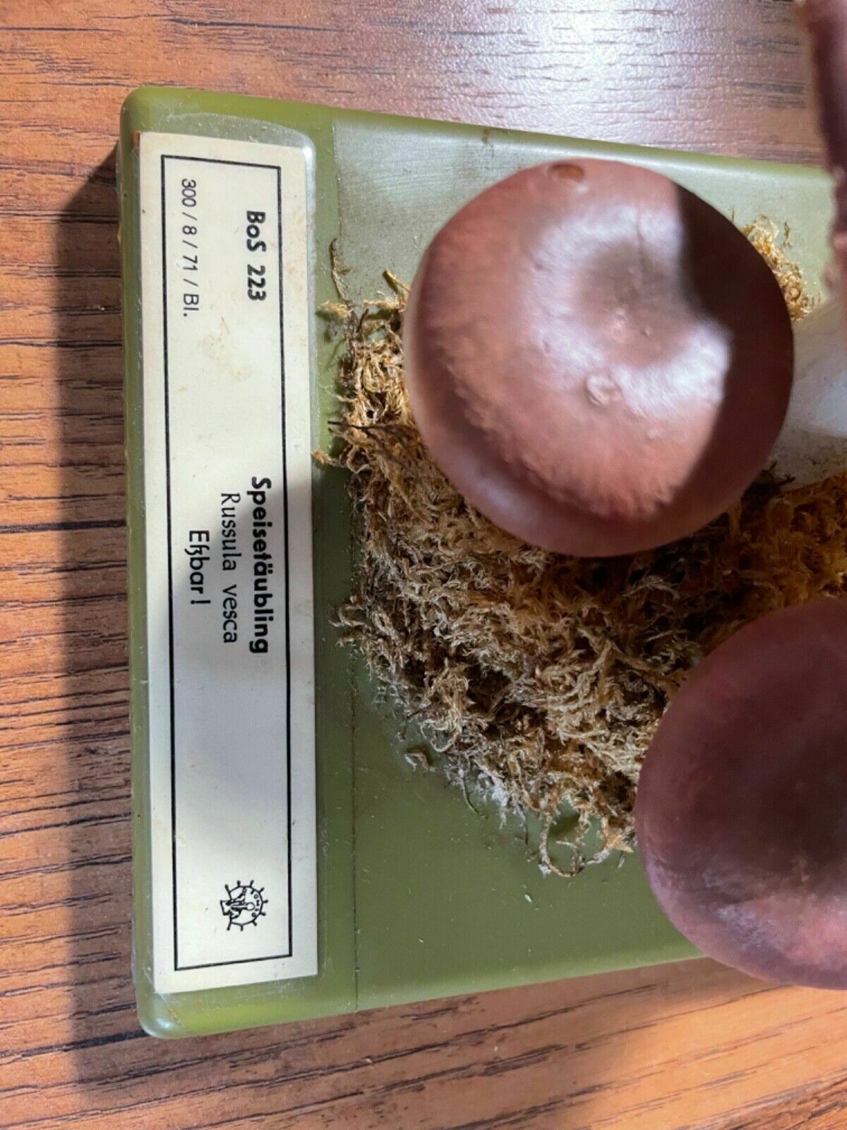 Vintage Somso Bare Toothed Russula Mushroom Educational Model Fungus Flirt photo vinterior