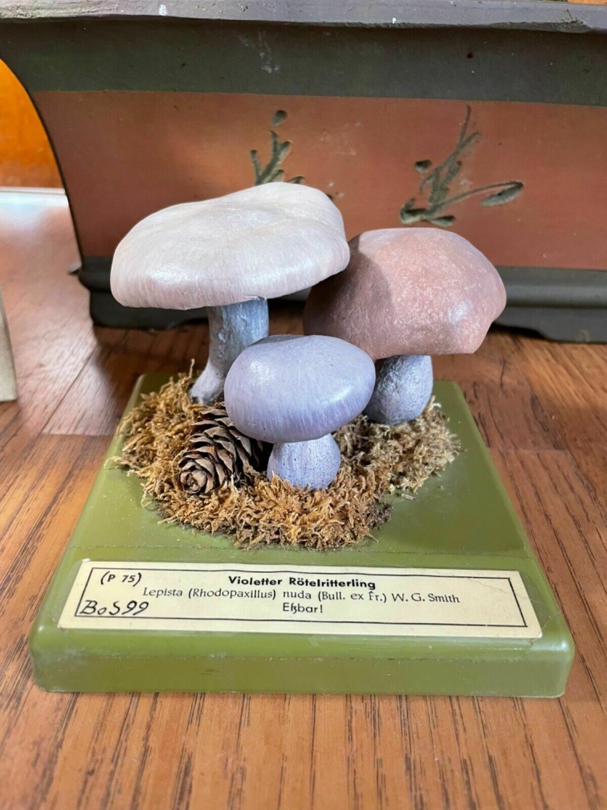 Vintage Somso Panther Cap Mushroom Educational School Model Fungus Amanita photo furniture