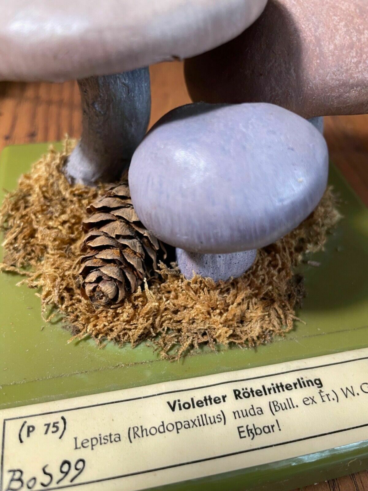 photo vintage Vintage Somso Panther Cap Mushroom Educational School Model Fungus Amanita