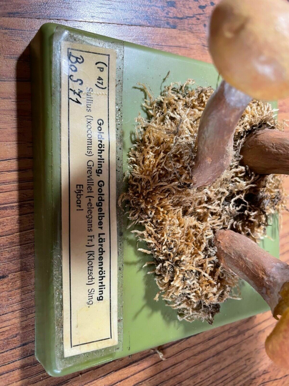Vintage Somso Larch Bolete Mushrooms Educational School Model Fungus Grevilles photo buy