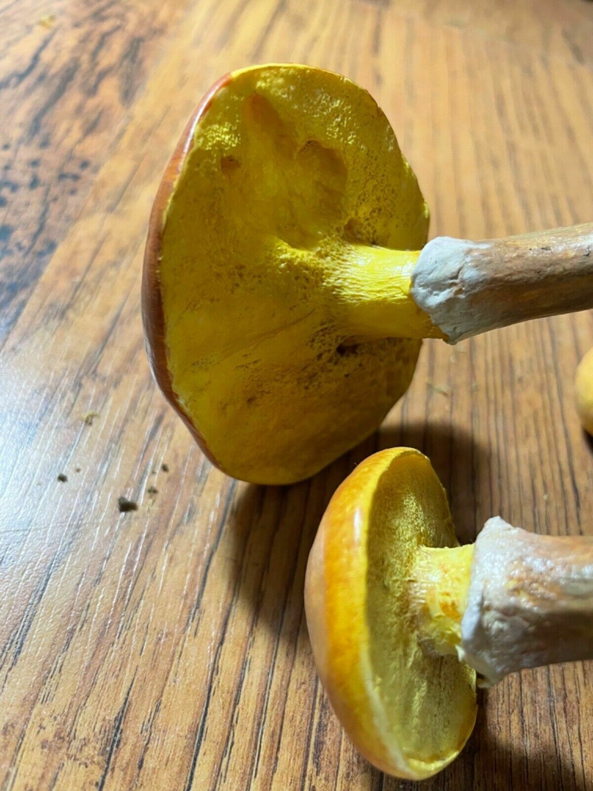 photo furniture Vintage Somso Larch Bolete Mushrooms Educational School Model Fungus Grevilles