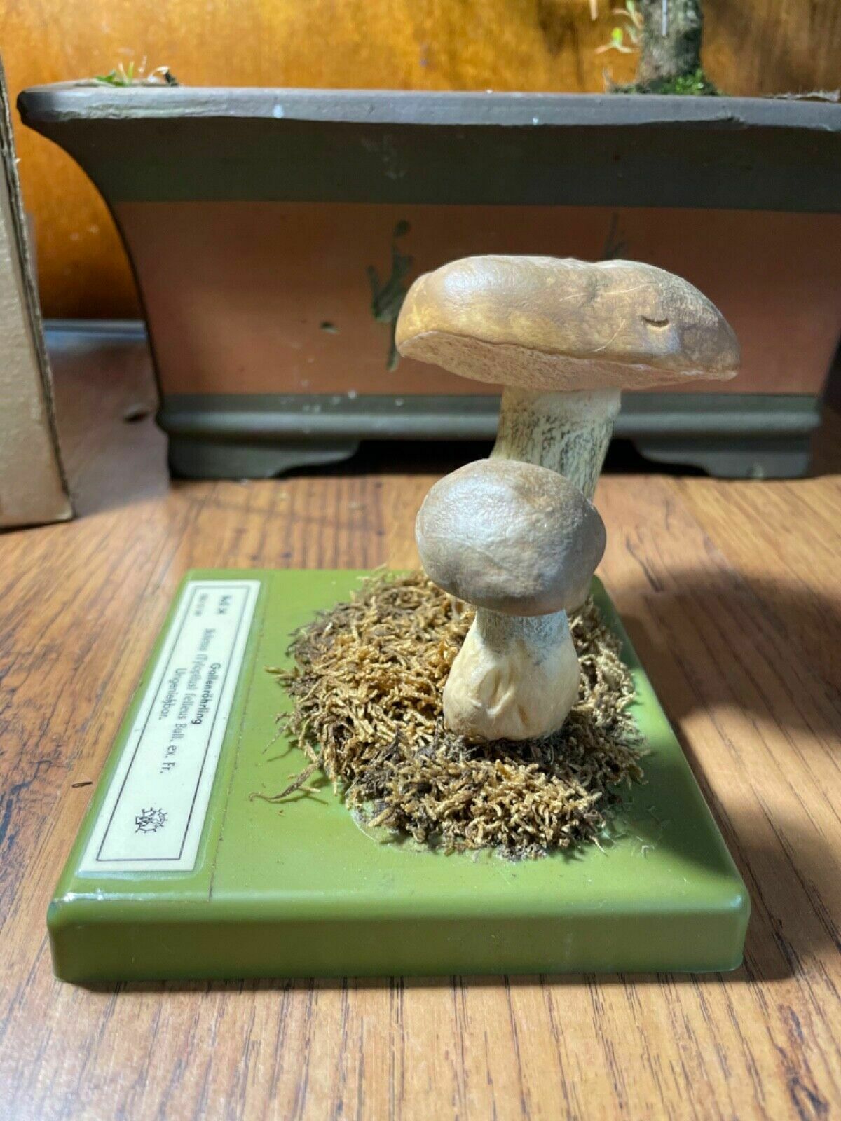 Vintage Somso Bitter Bolete Mushrooms Educational Model Fungus Toadstool Fungi photo 171.0