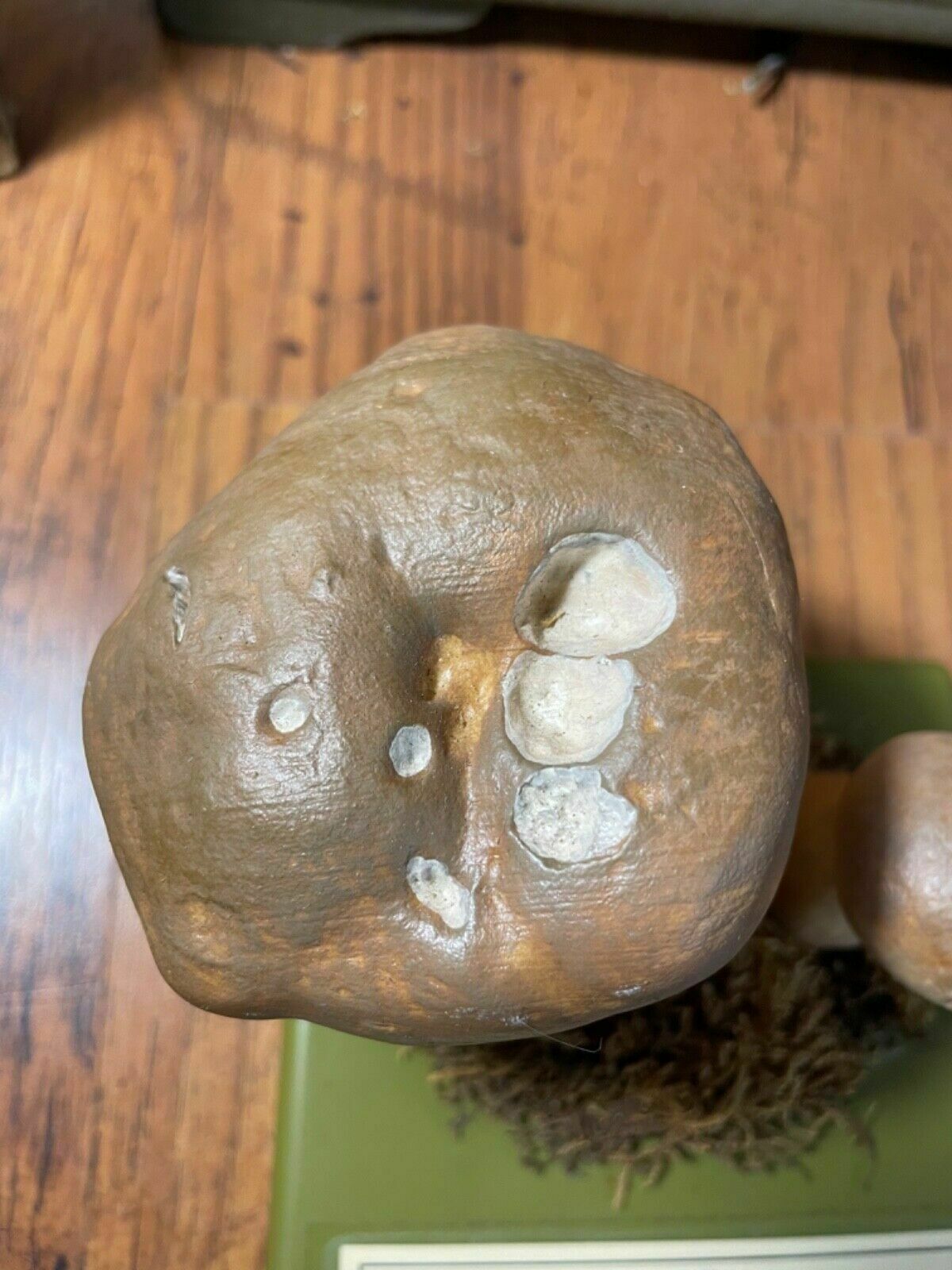 Vintage Somso Bitter Bolete Mushrooms Educational Model Fungus Toadstool Fungi photo vintage