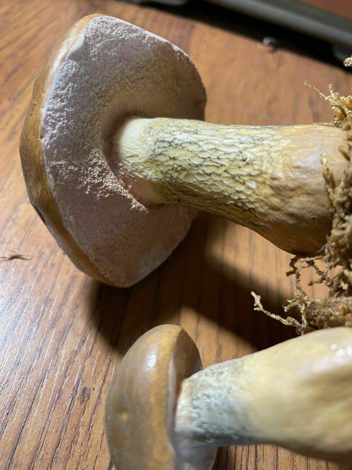 photo for sale Vintage Somso Bitter Bolete Mushrooms Educational Model Fungus Toadstool Fungi