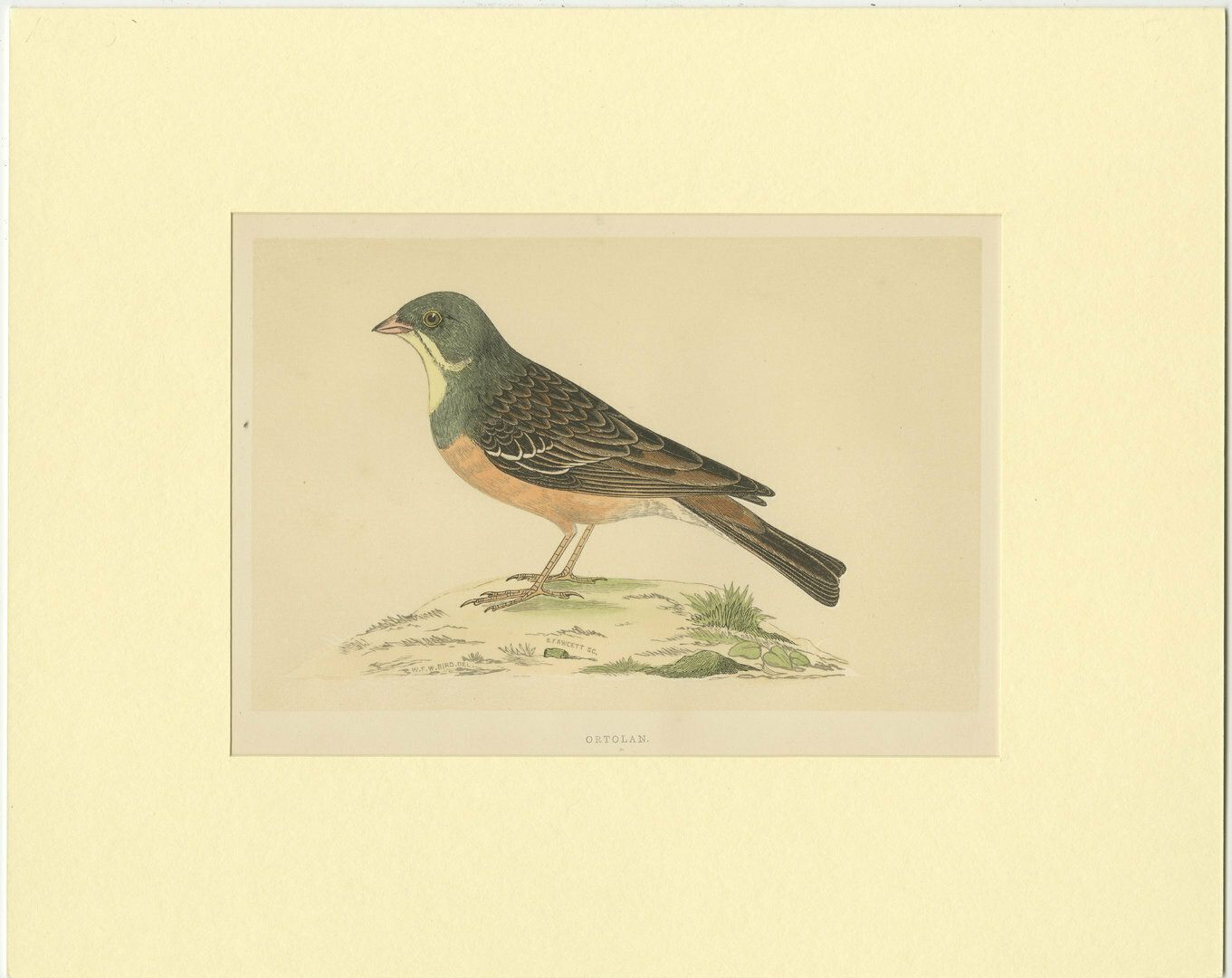 Antique Bird Print Of Ortolan, 1800s