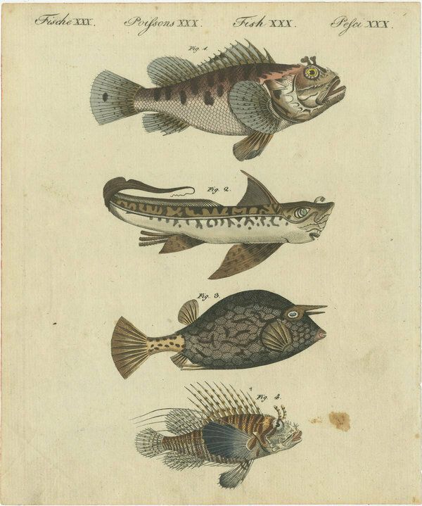 Set Of 4 Original Antique Prints Of A Swordfish And Many Other Fish Species photo Art