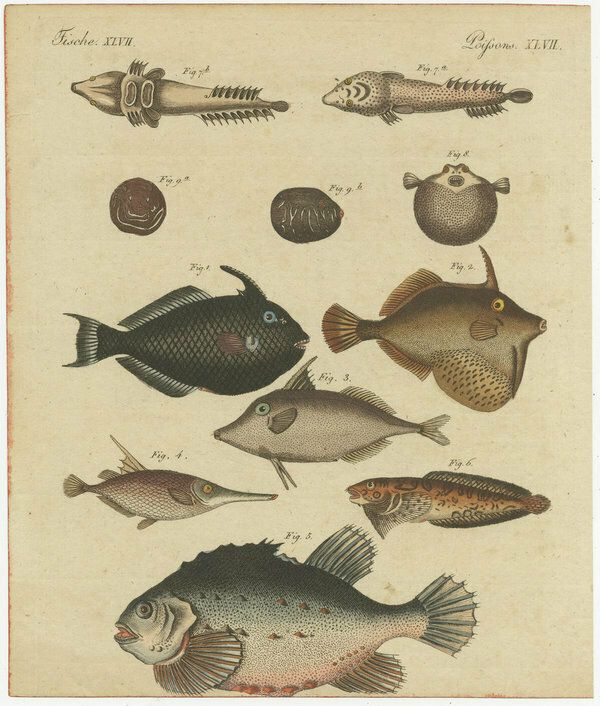 Set Of 4 Original Antique Prints Of A Swordfish And Many Other Fish Species photo 524.0