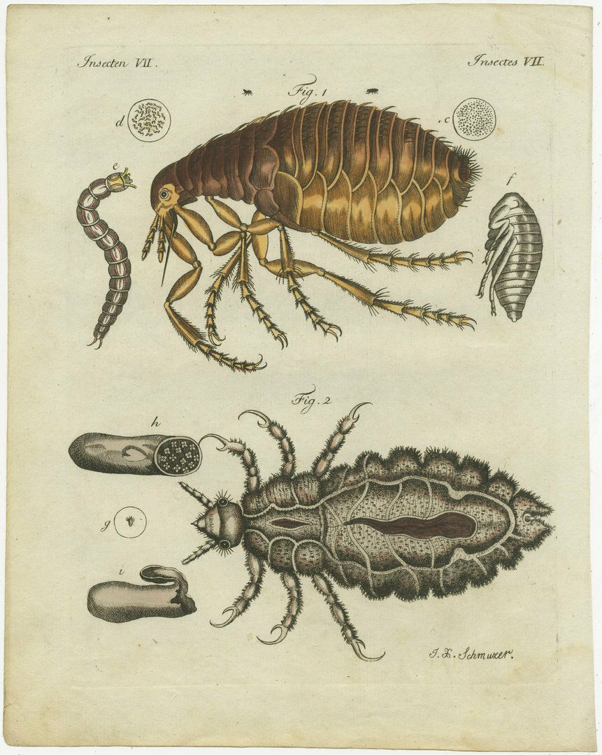 Original Antique Print Of The Human Flea And Human Louse photo furniture