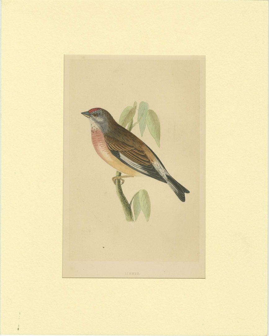 Antique Bird Print Of A Linnet
