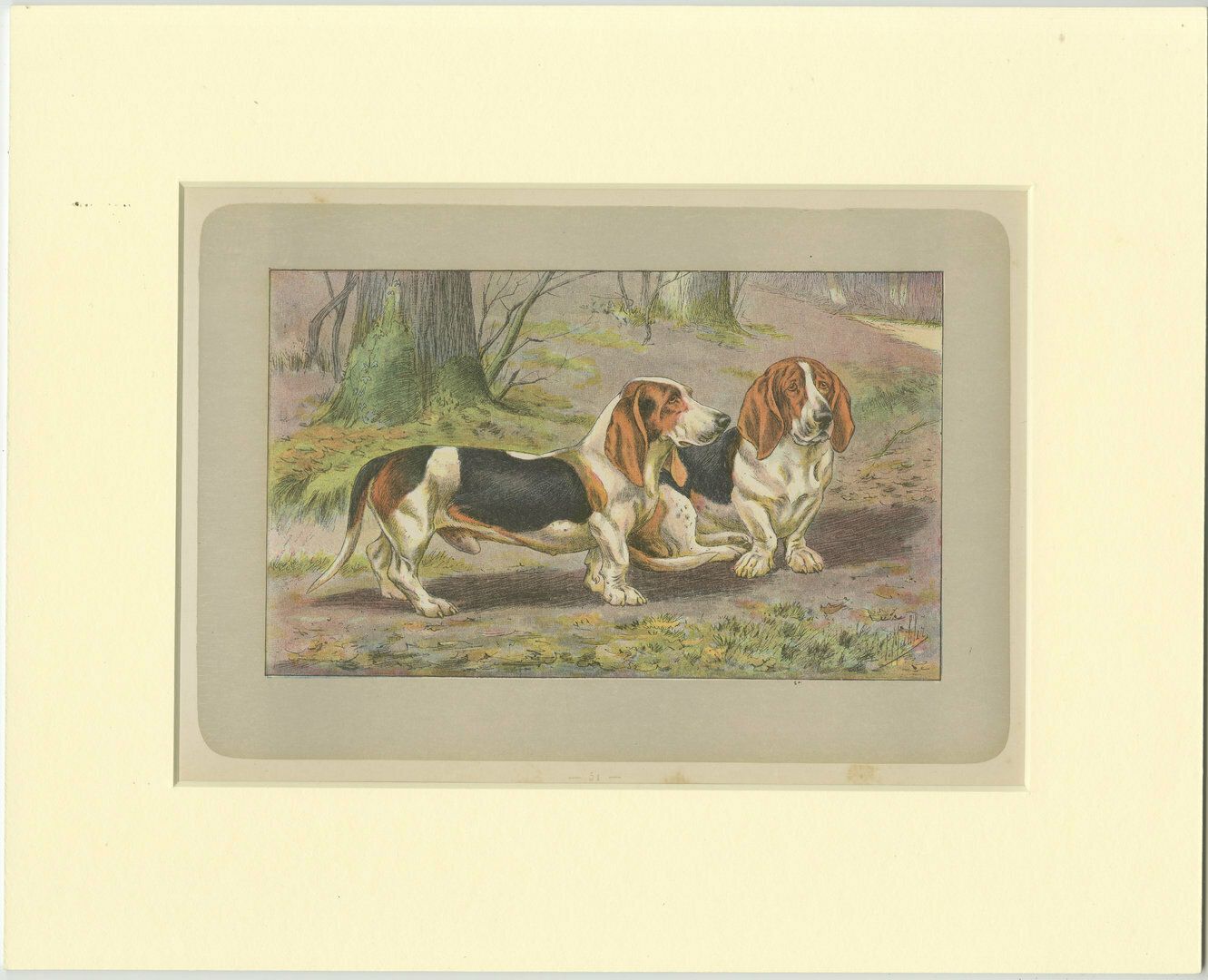Antique Dog Print Of The Basset Hound