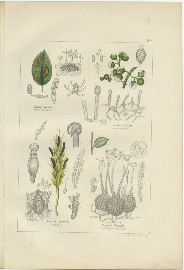 Set Of 5 Antique Mycology Prints Of Various Fungi photo for sale