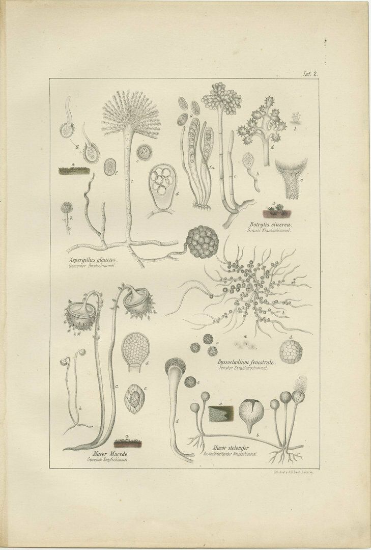 Set Of 5 Antique Mycology Prints Of Various Fungi photo 473.0
