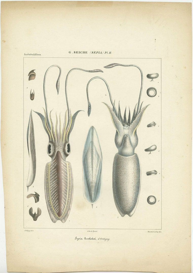 Antique Print Of Sepia Bertheloti Or The African Cuttlefish