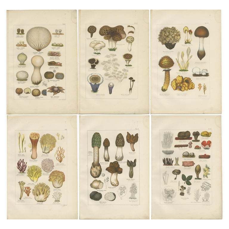 Set Of 6 Antique Mycology Prints Of The Common Stinkhorn And Other Mushrooms