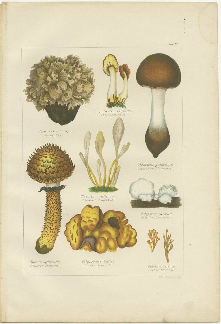 Set Of 6 Antique Mycology Prints Of The Common Stinkhorn And Other Mushrooms photo Art
