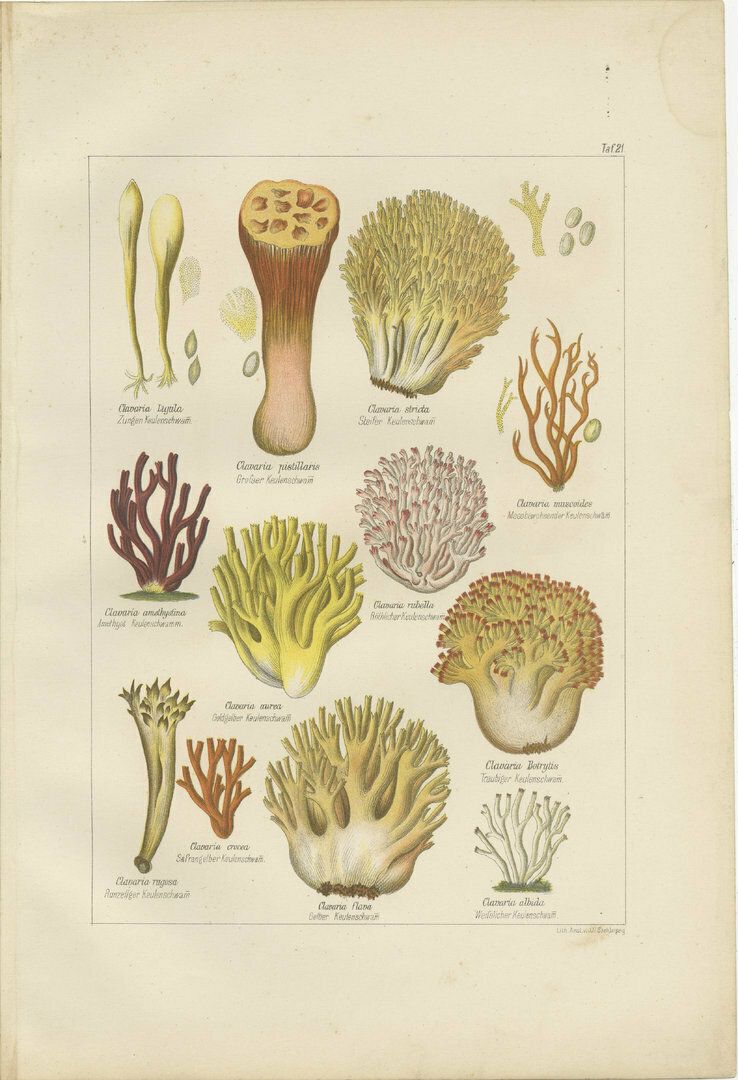 Set Of 6 Antique Mycology Prints Of The Common Stinkhorn And Other Mushrooms photo 708.0