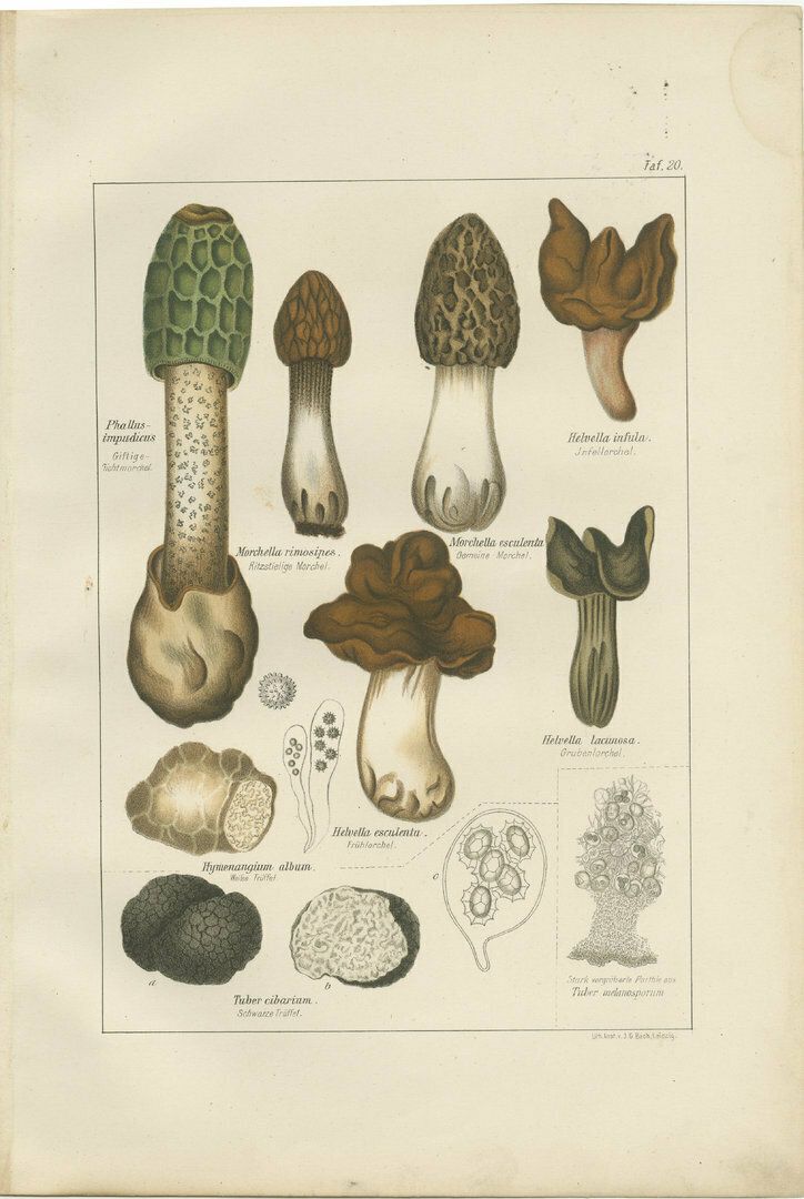 Set Of 6 Antique Mycology Prints Of The Common Stinkhorn And Other Mushrooms photo vinterior