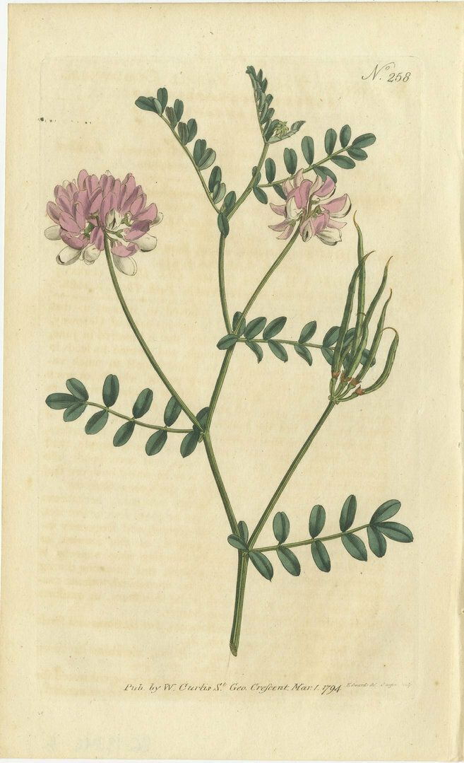 Set Of 3 Antique Botany Prints   Crane's Bill   Mahernia   Coronilla photo vinterior