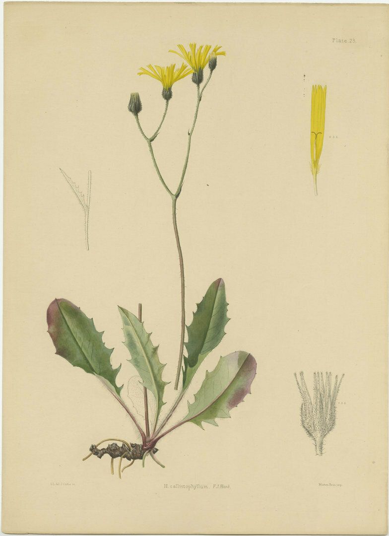 Set Of 3 Antique Botany Prints H. Marshalli And Other Flowering Plants photo for sale