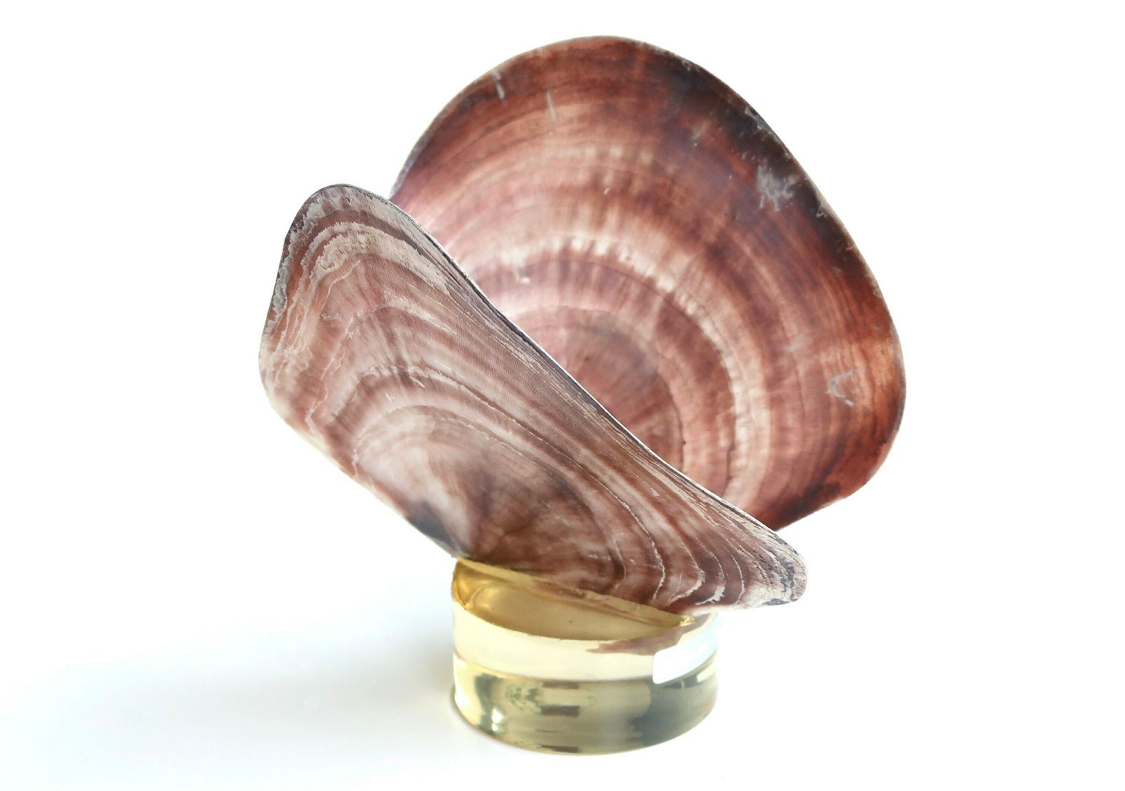 Butterfly Sculpture, Placenta Sella Seashells With Resin Base, 1970s / Cabinet Of Curiosities, Bathroom, Boho Chic, Folk