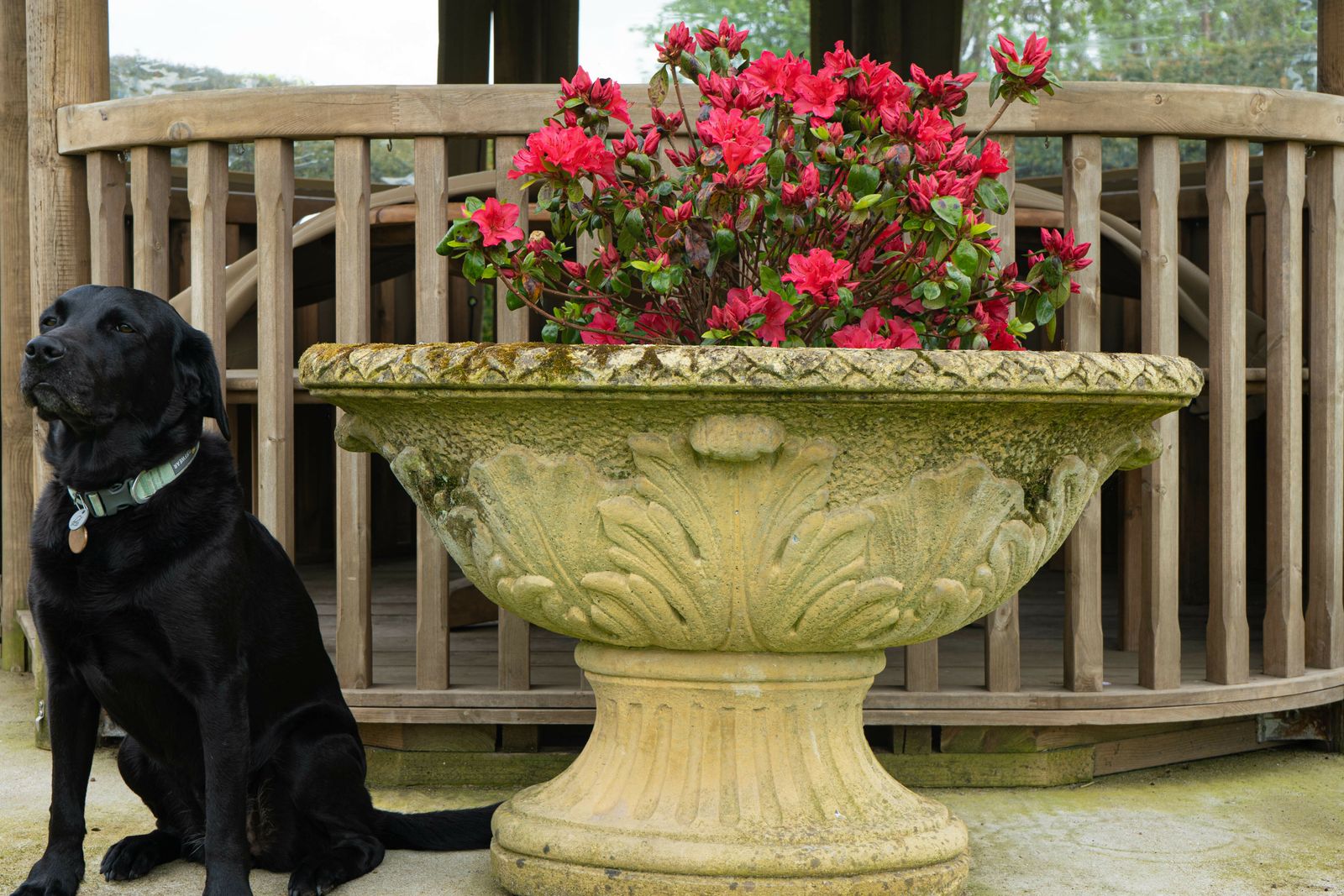 Large Oval Ornate Garden Urn
